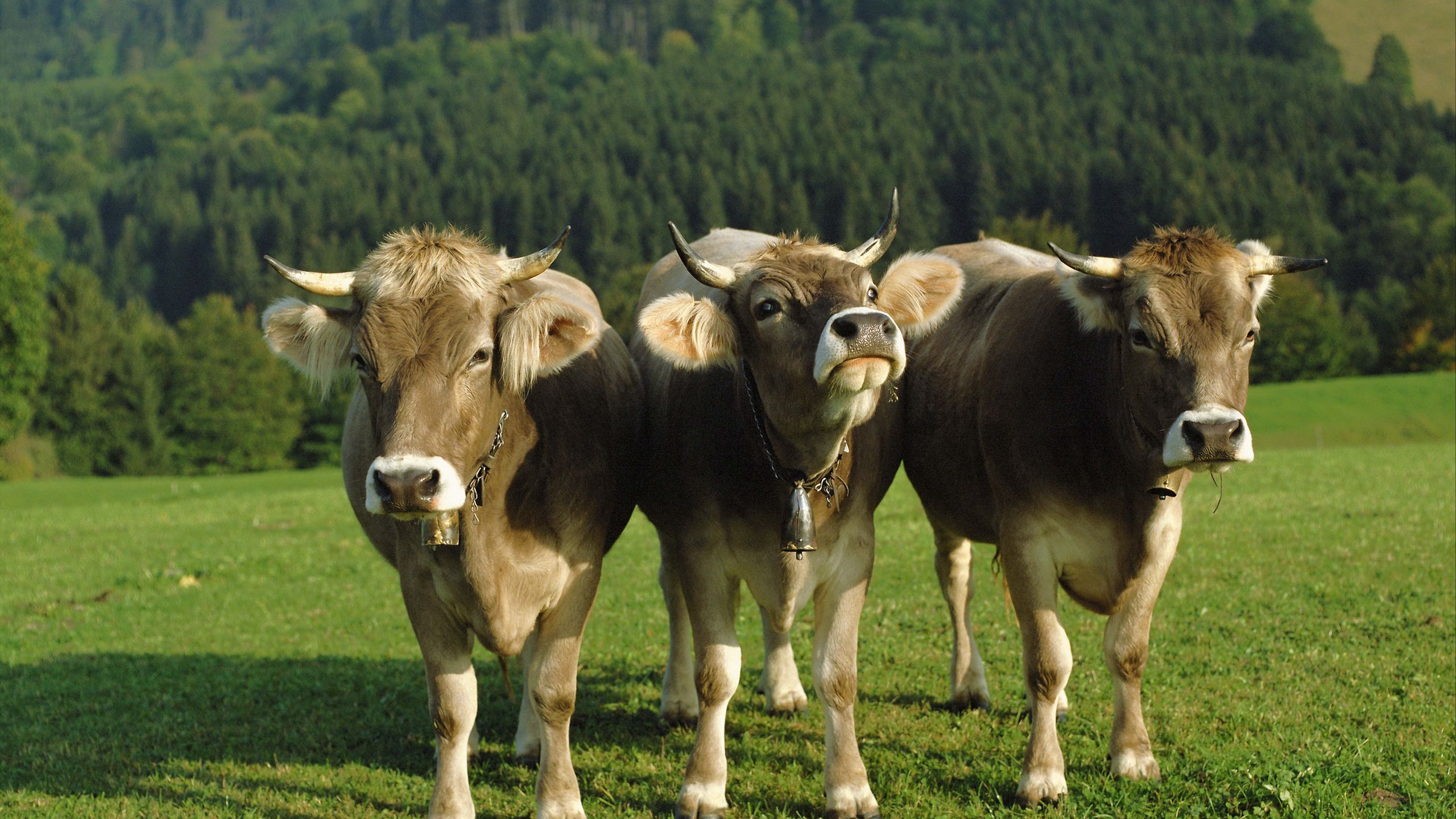 Download wallpaper 2560x1440 cows, three, bells, lawn widescreen