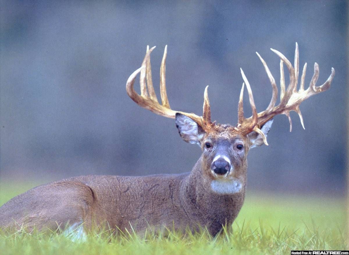 Monster Bucks Wallpaper. Whitetail deer picture, Whitetail deer, Big deer