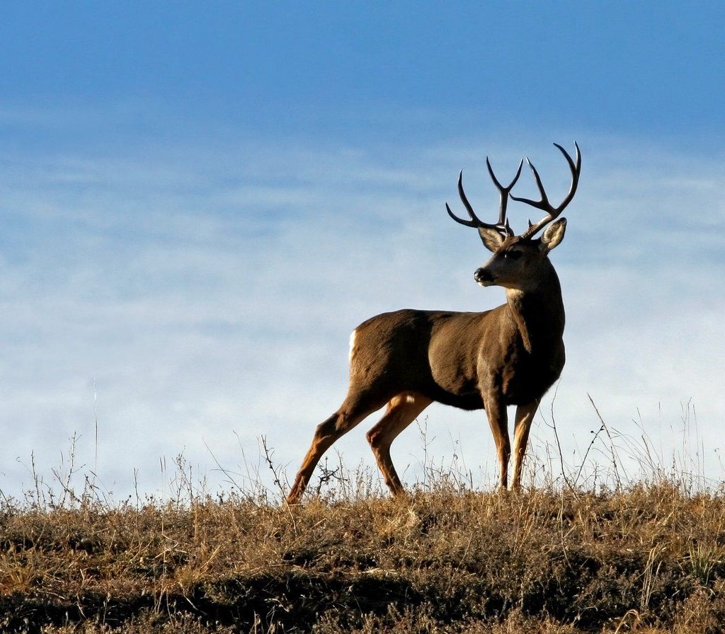 Mule Deer Wallpaper