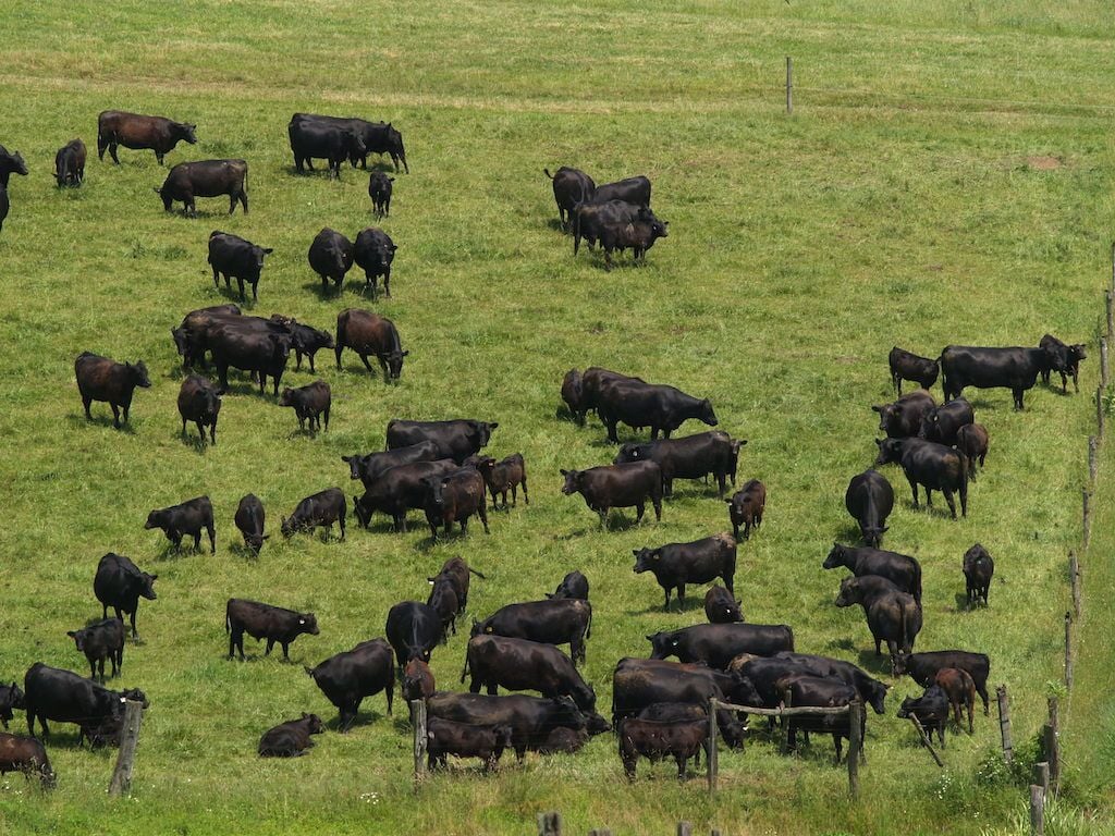 An invisible fence for cattle? and Dairy