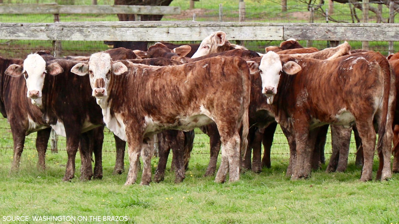 Beef on the Brazos raffle in Washington, Texas offering herd