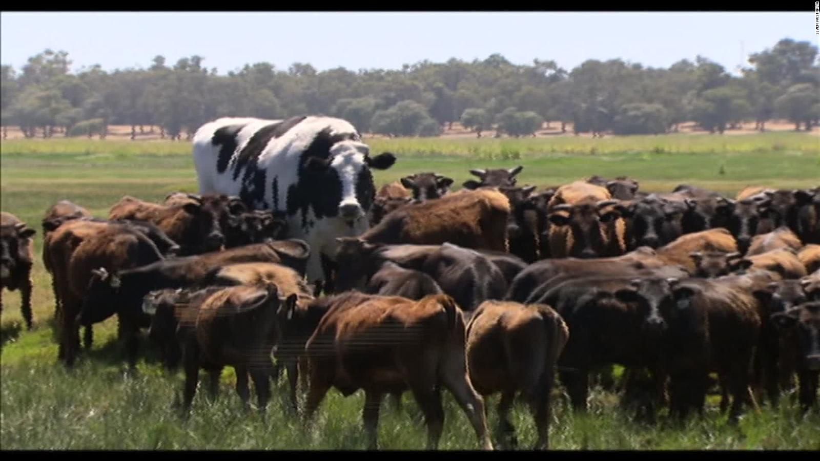 Knickers, a giant steer, makes headlines around the world
