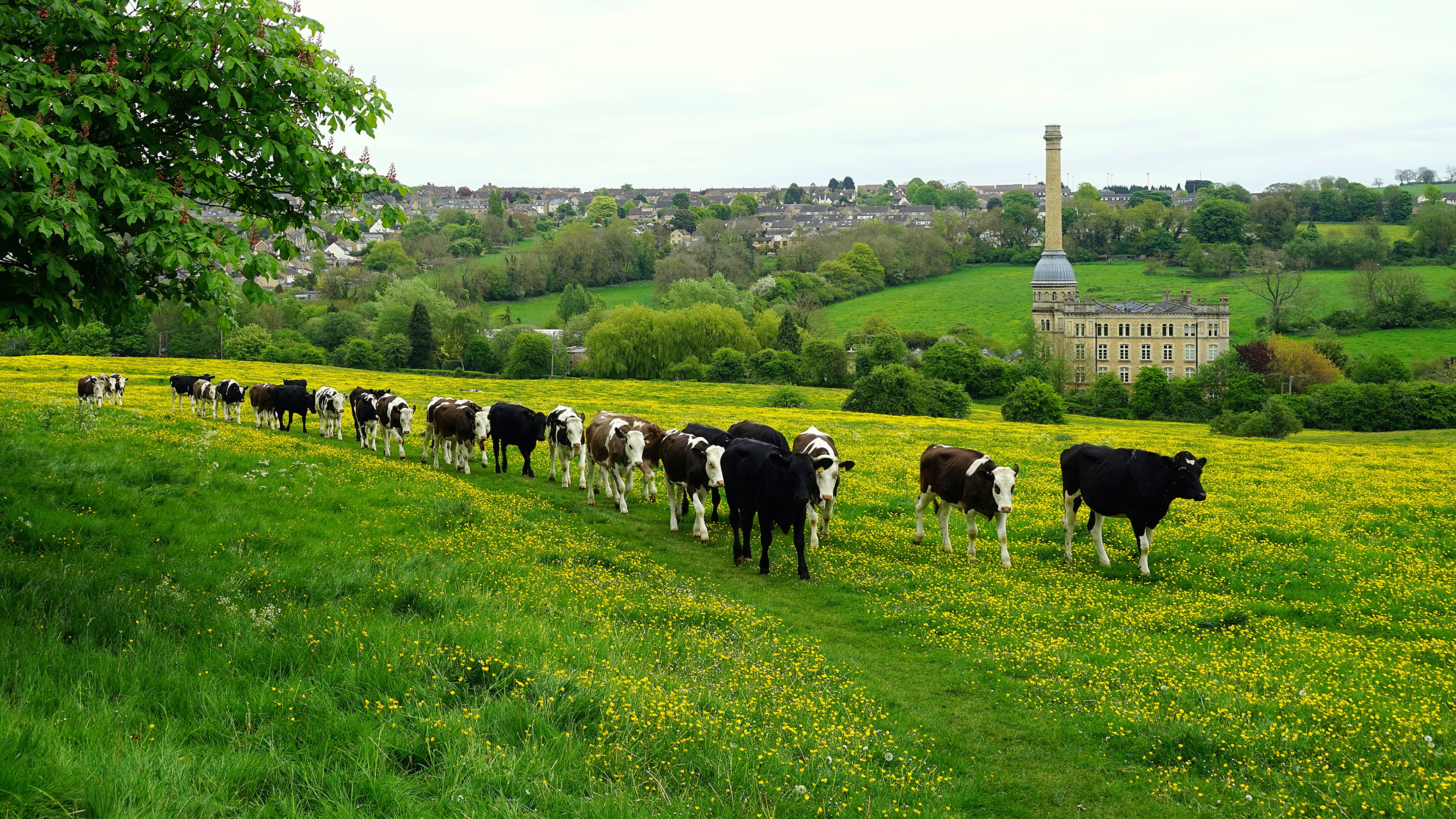 Desktop Wallpaper Cow England Chipping Norton Herd Nature 3840x2160