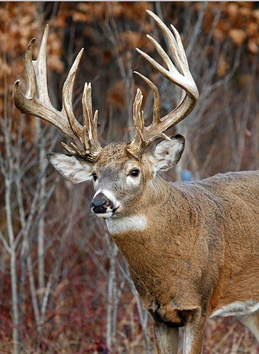 Deer. Big deer, Whitetail deer hunting, Whitetail deer picture