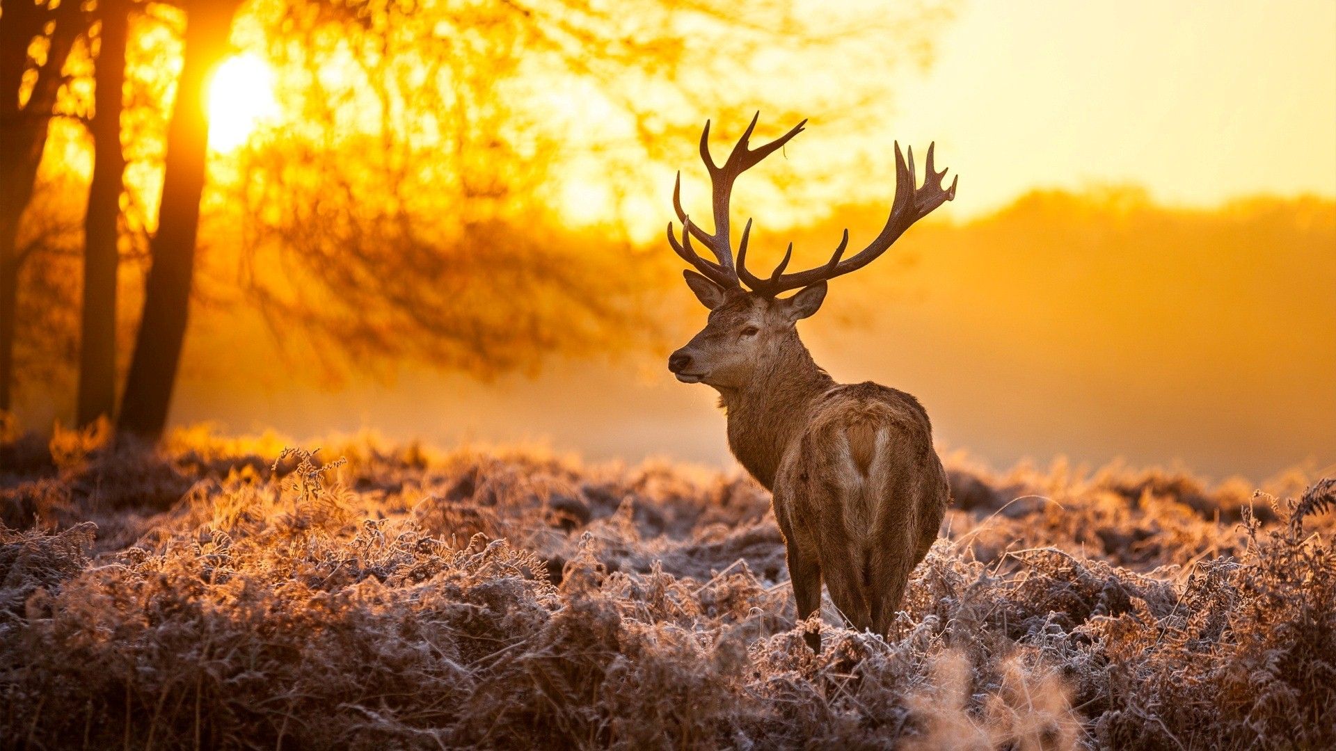 deer wallpaper HD big deer in jungle during winter season HD photo