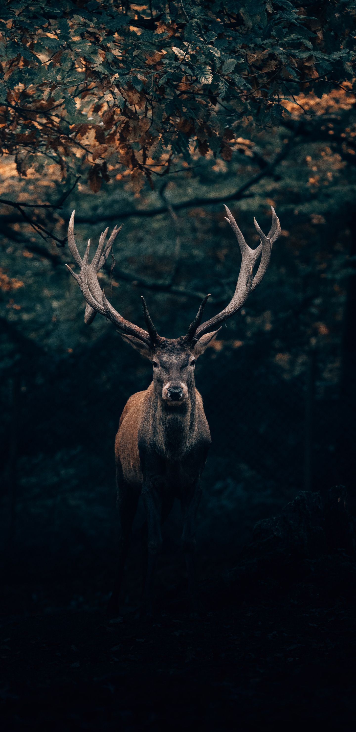 Download Deer, portrait, big horns, animal wallpaper, 1440x2960