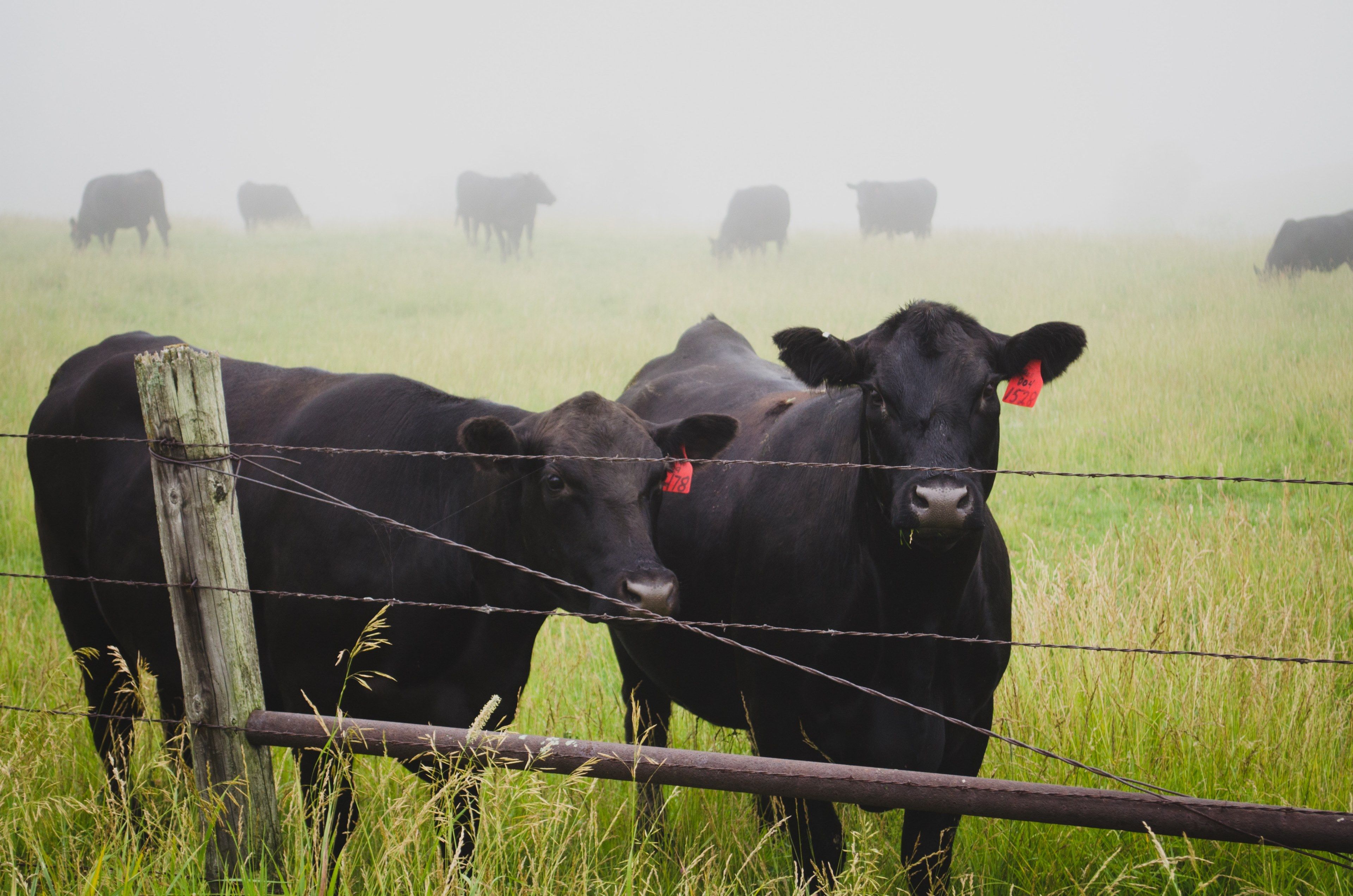 Wallpaper / herd of black cattle grazy in a foggy farm