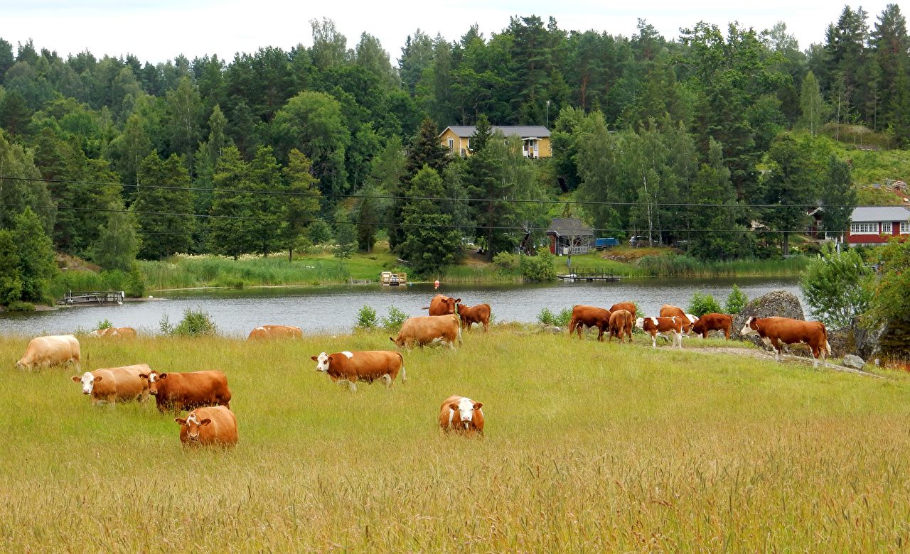 Desktop Wallpaper Cow Sweden Katrineholm Herd Nature forest Meadow