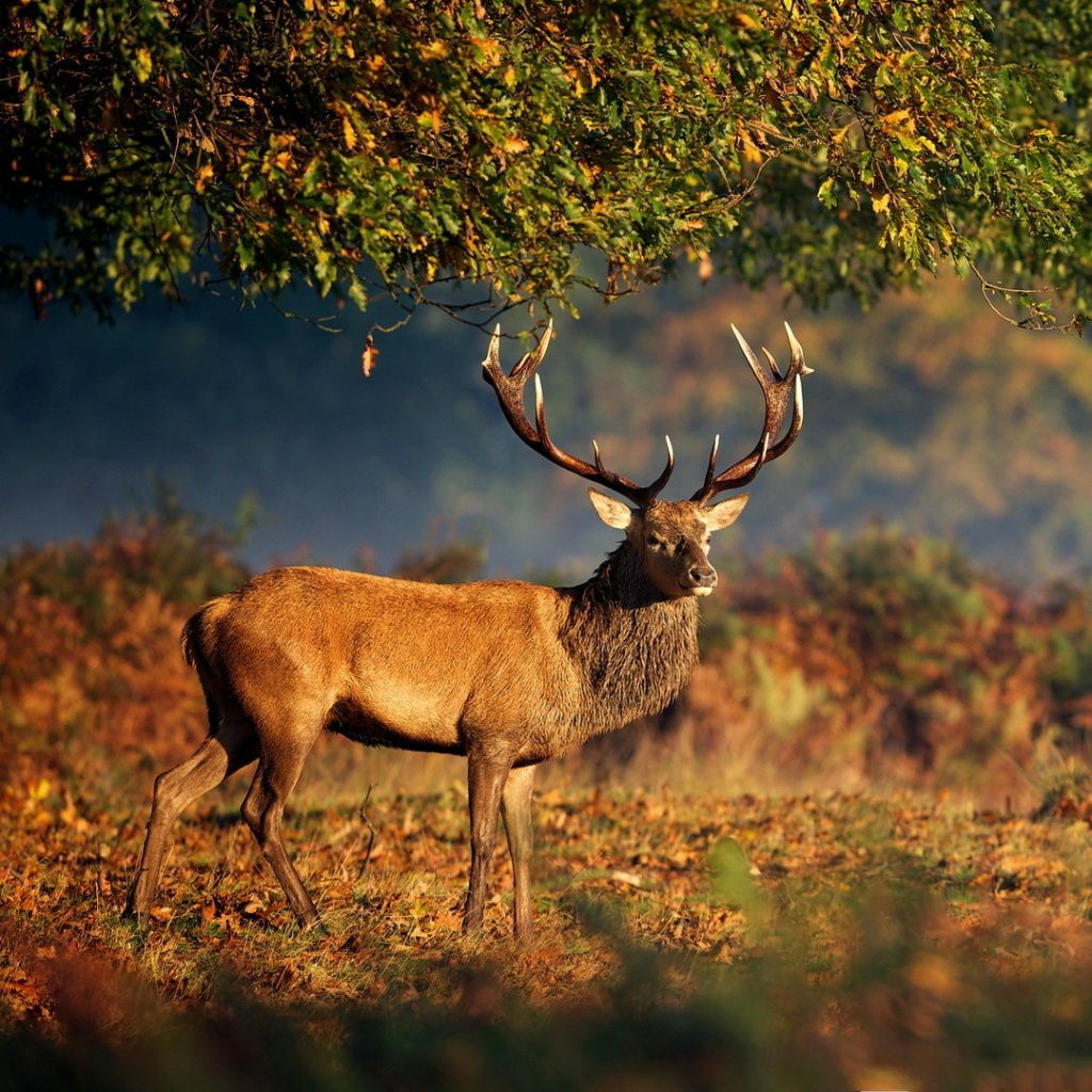 Big Deer Under Tree iPad Wallpaper Free Download