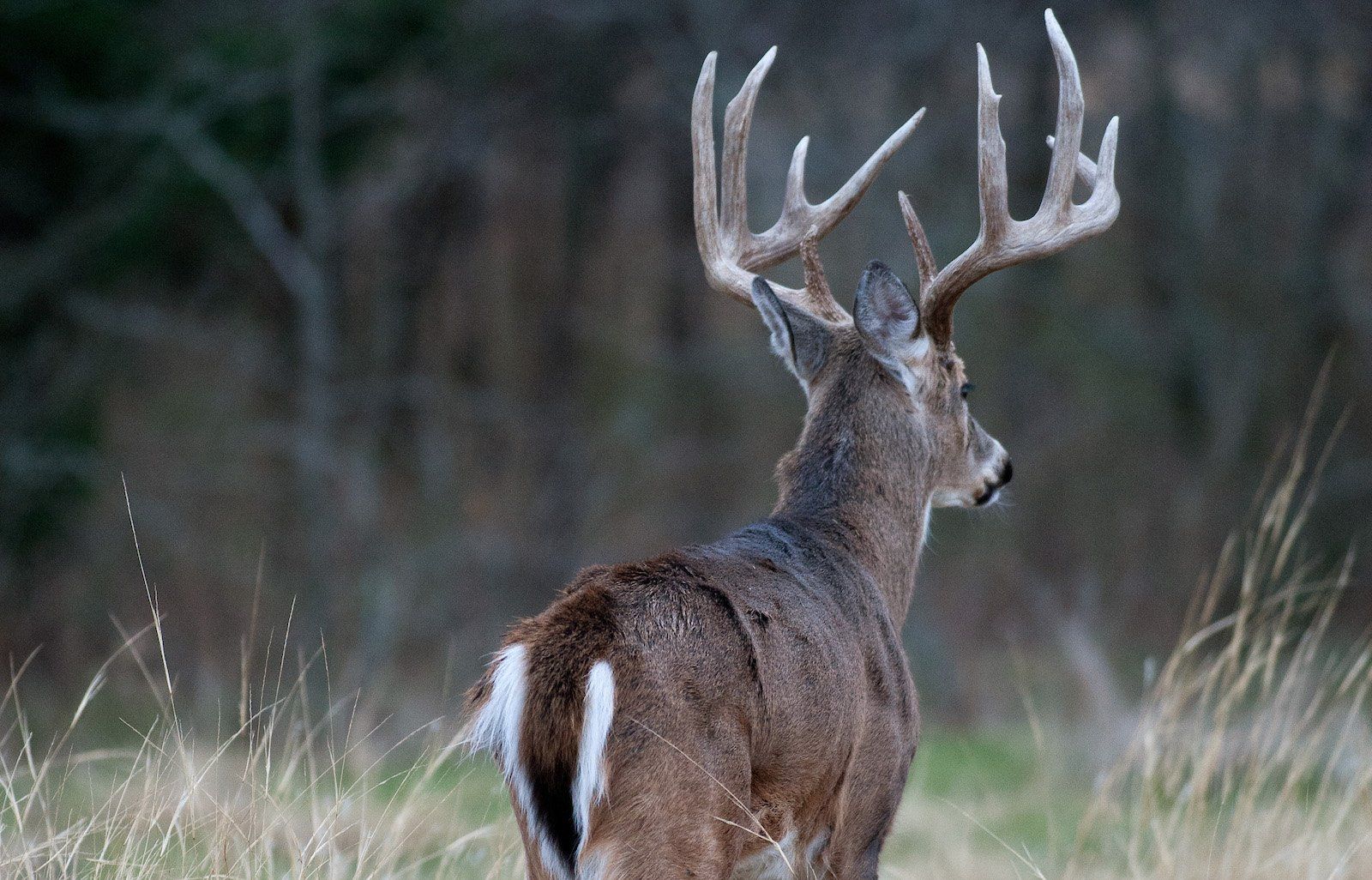 How Long Do White Tailed Deer Live?