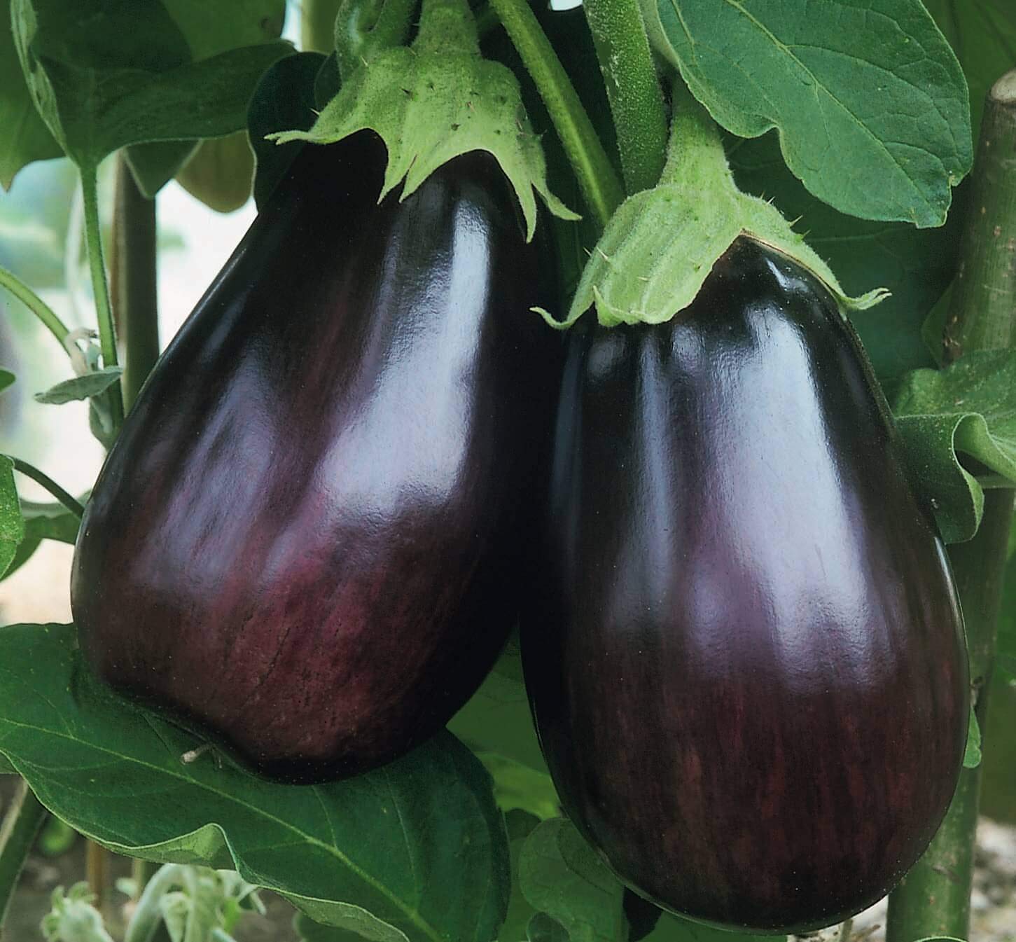 Original Pack Eggplant 'Black Beauty' SEEDS