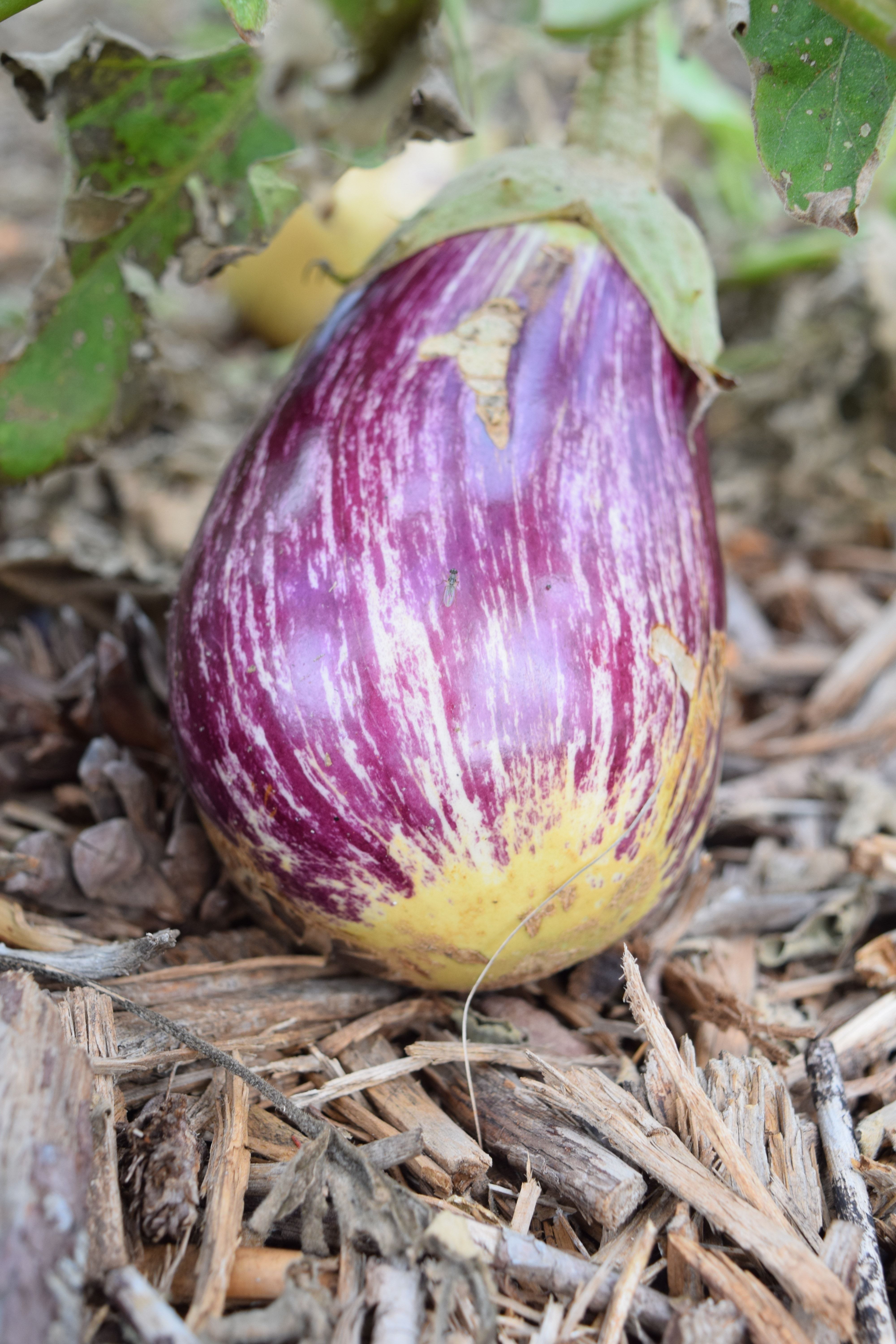 royalty free eggplant image