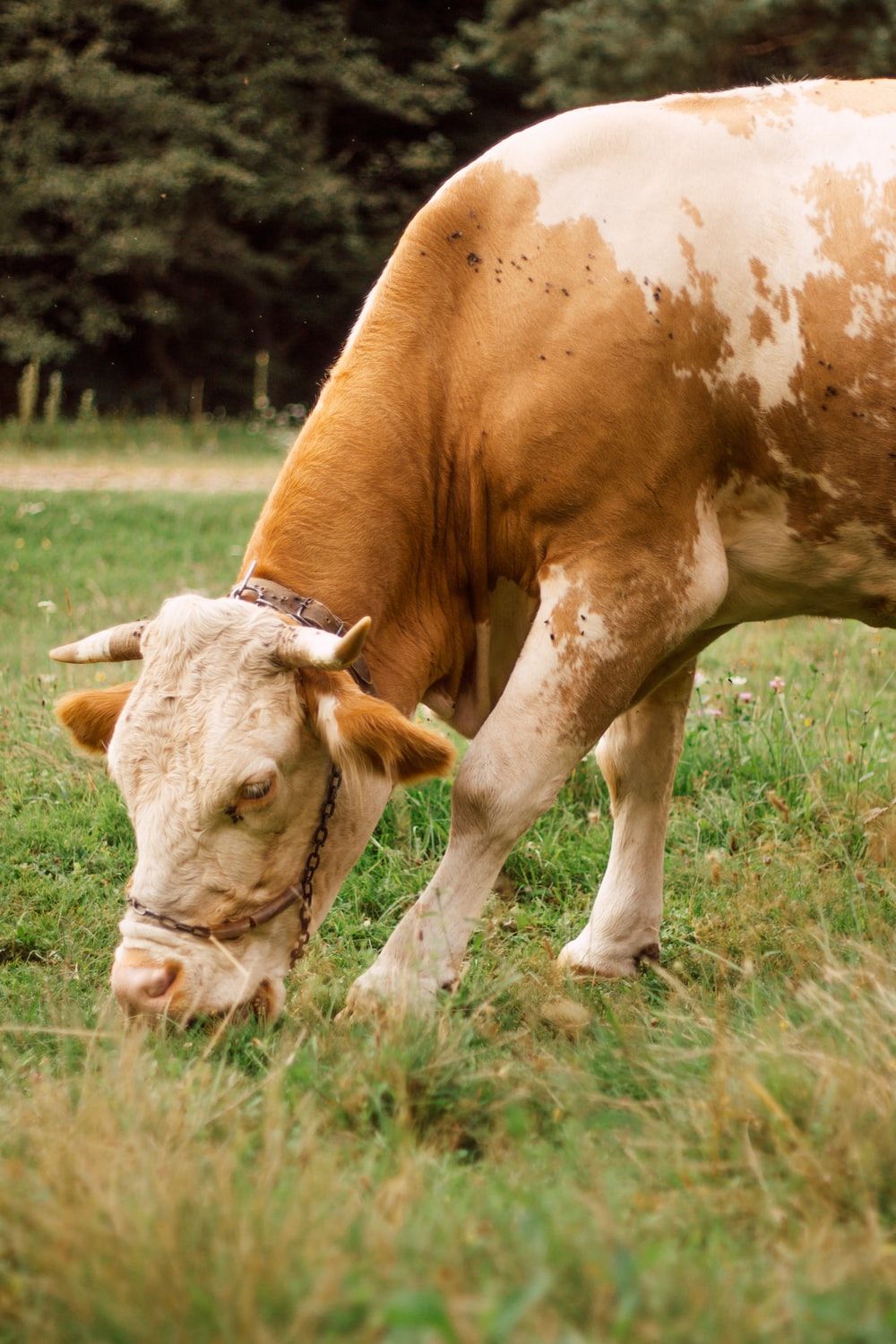brown and white cow eating grass photo