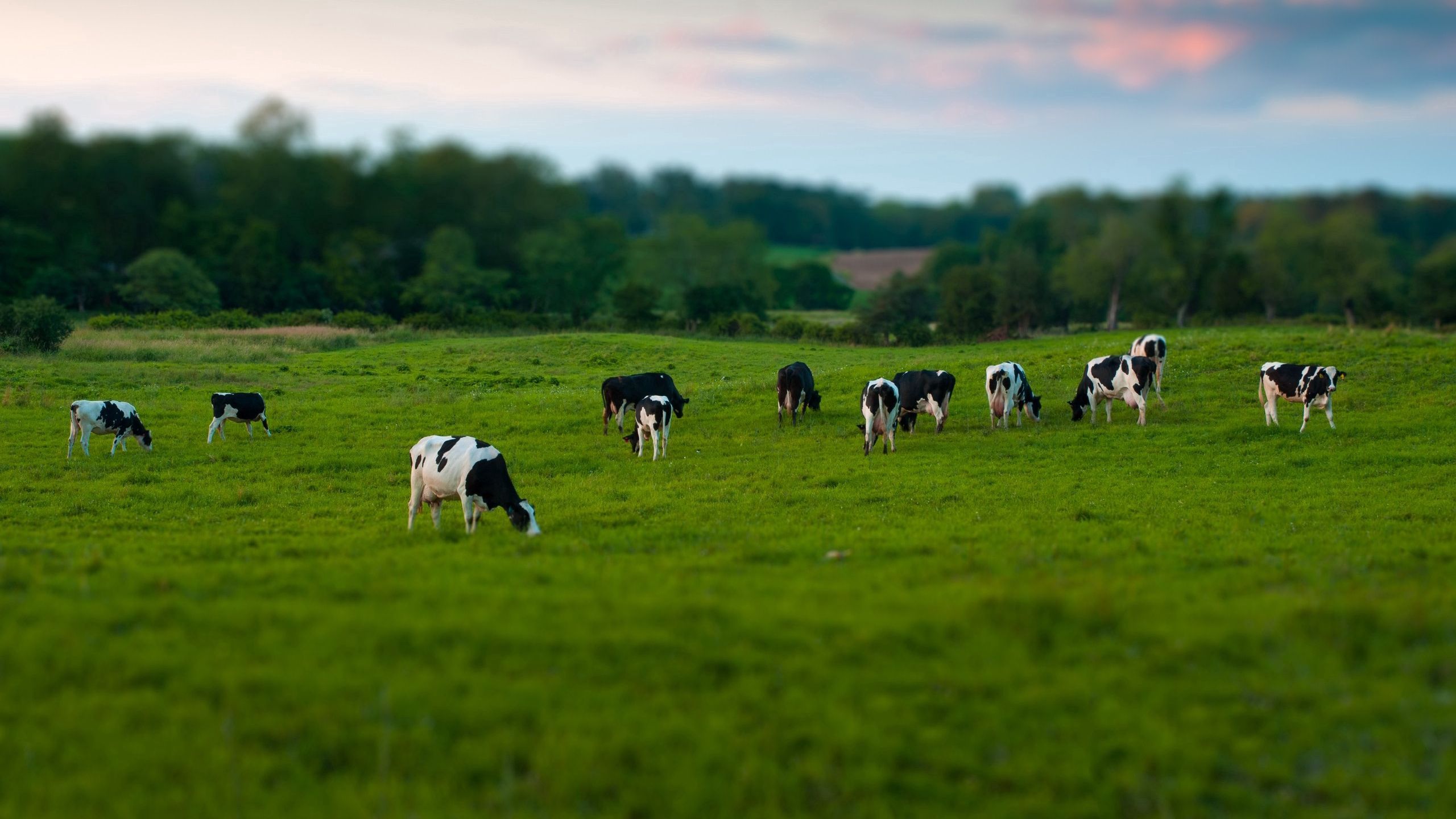 Download wallpaper 2560x1440 cows, field, grass, eating, walking