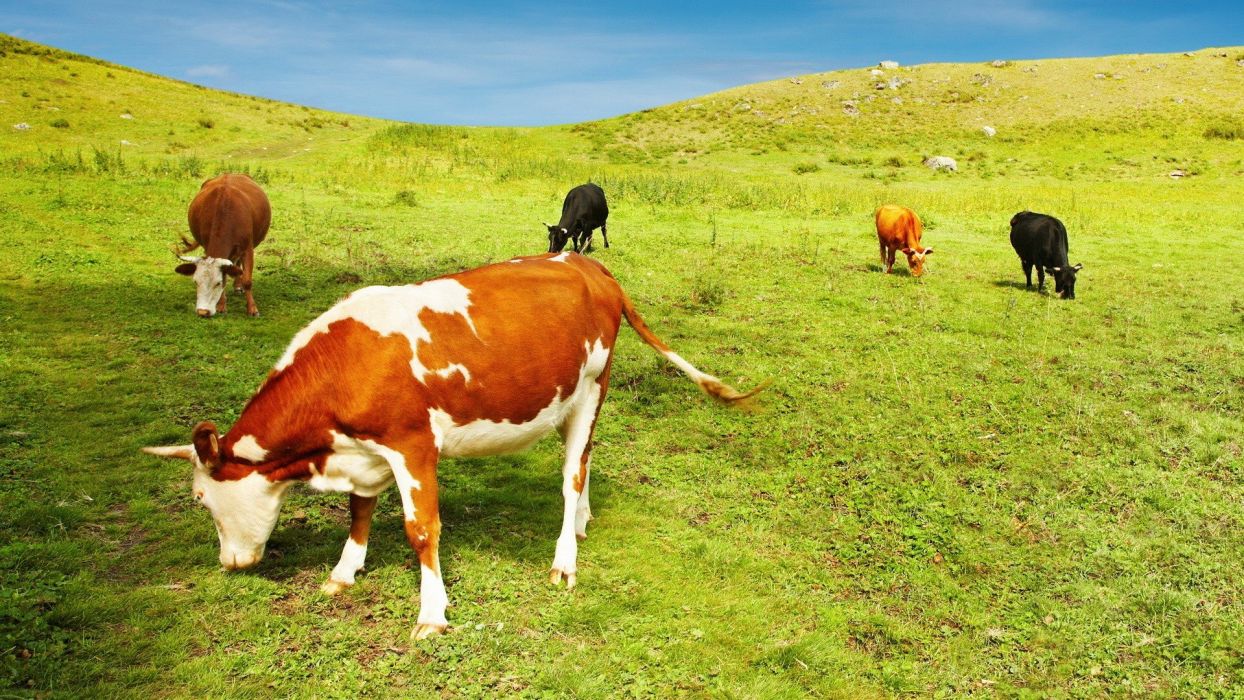 Animals cows mammals eating wallpaperx1080
