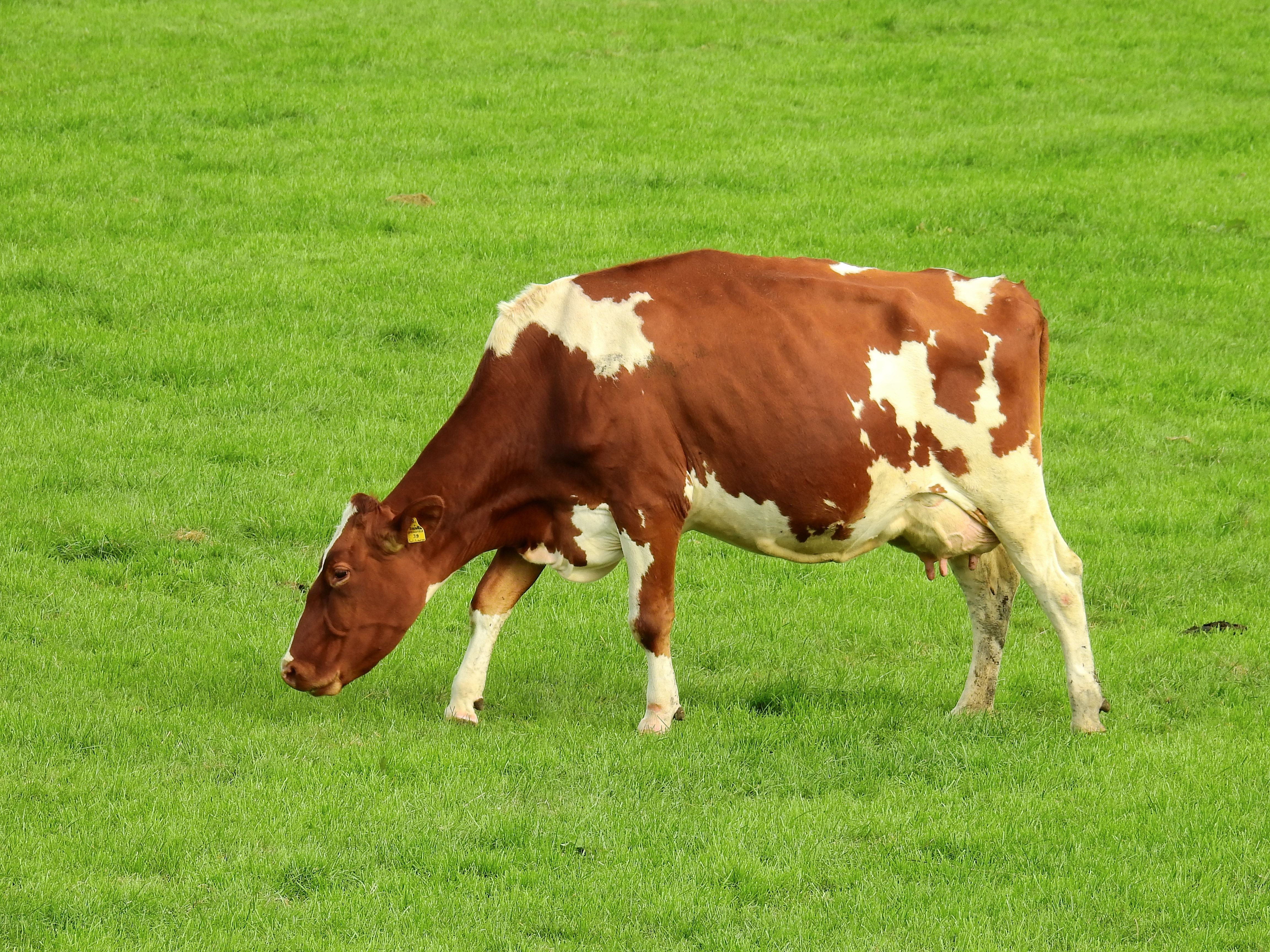 brown and white cow free image