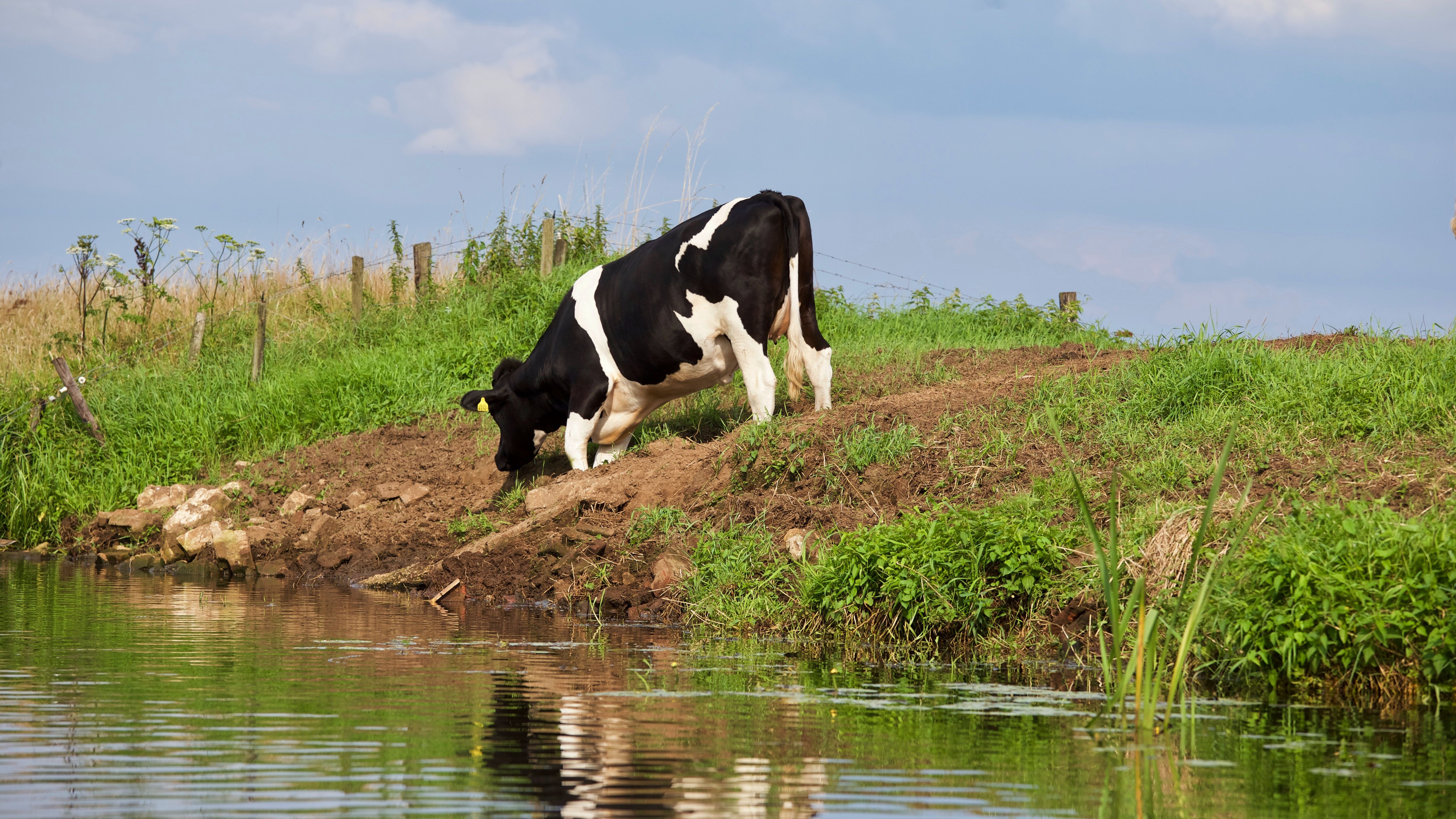 Cow Eating Grass Near Body of Water · Free