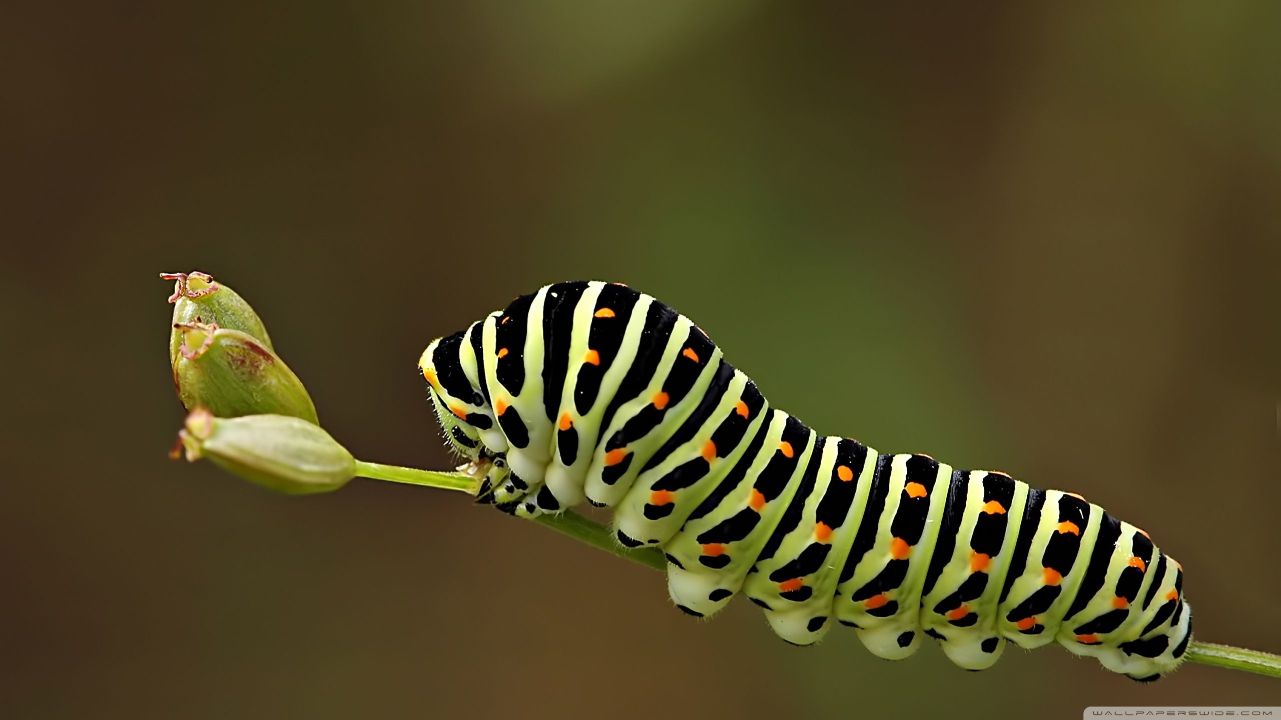 Animal Caterpillar Wallpaper. Caterpillar, Wallpaper background