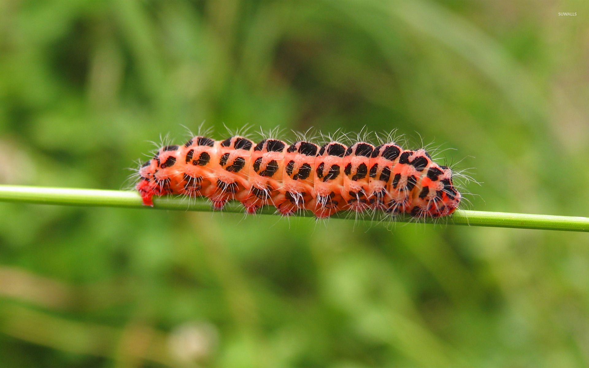 Caterpillar wallpaper wallpaper