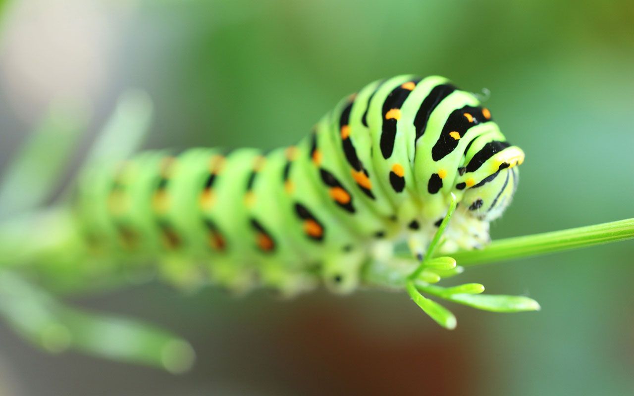 Caterpillar Desktop Background