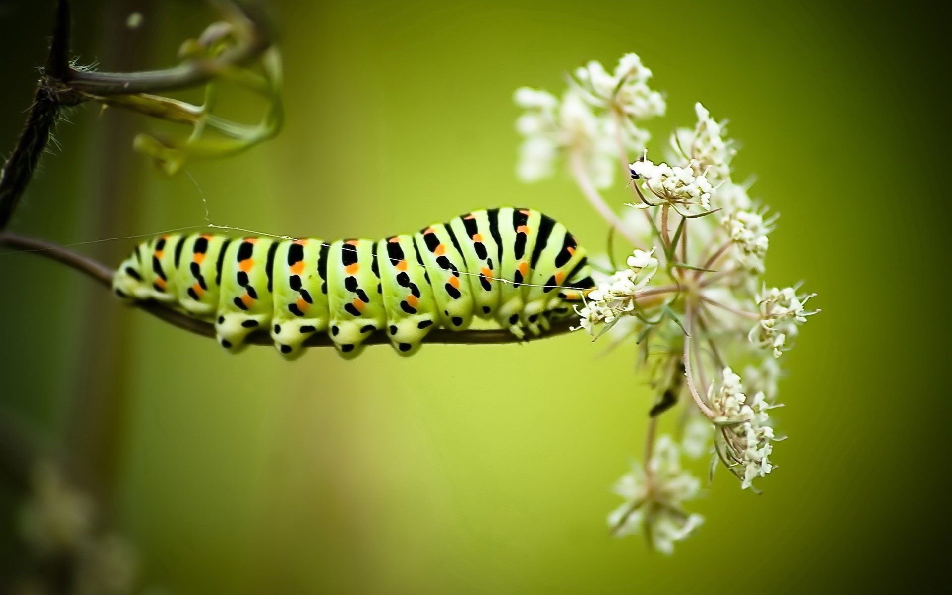 Caterpillar HD Wallpaper and Background Image