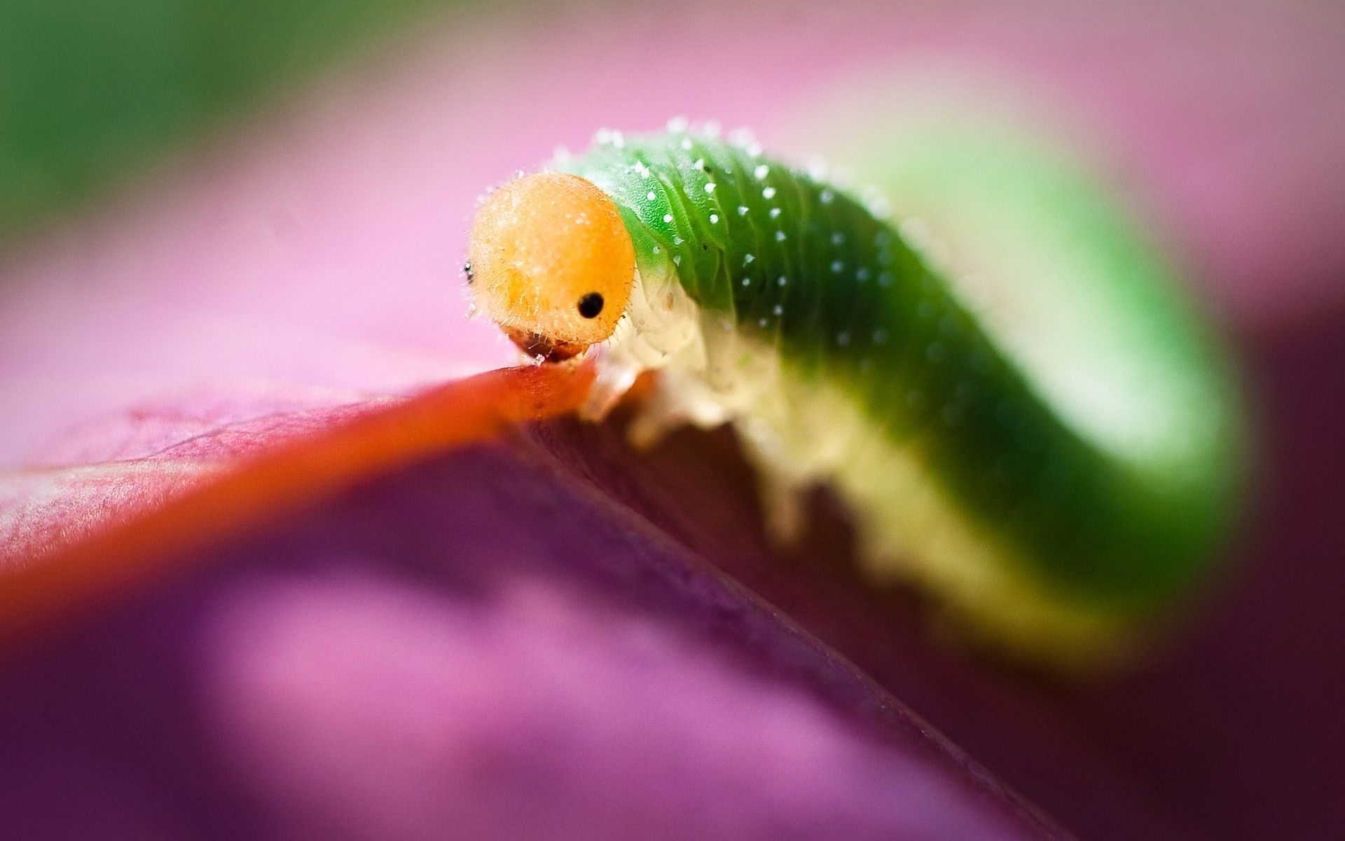 caterpillars, animals, macro, insect wallpaper