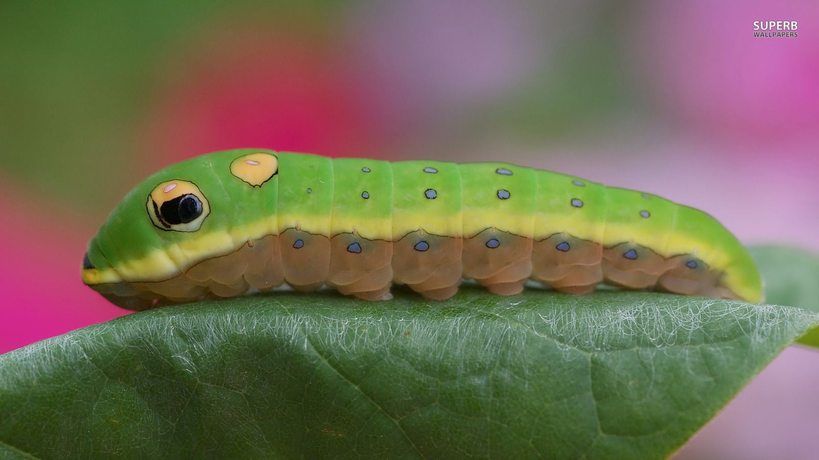 Caterpillar