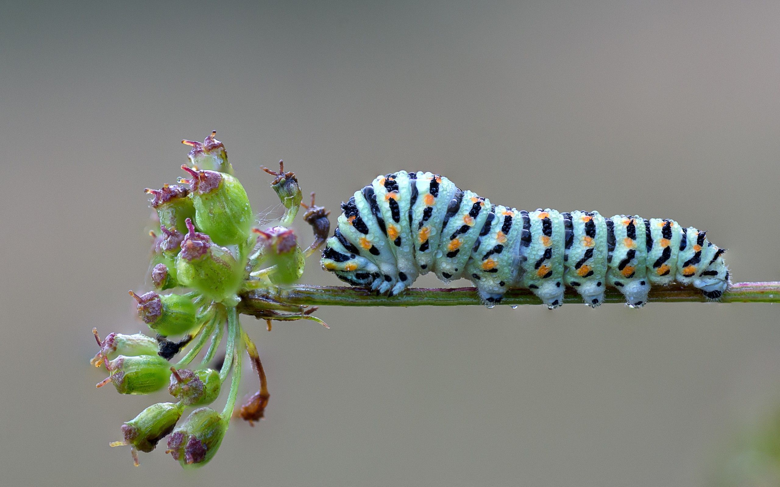 Caterpillar HD Wallpaper