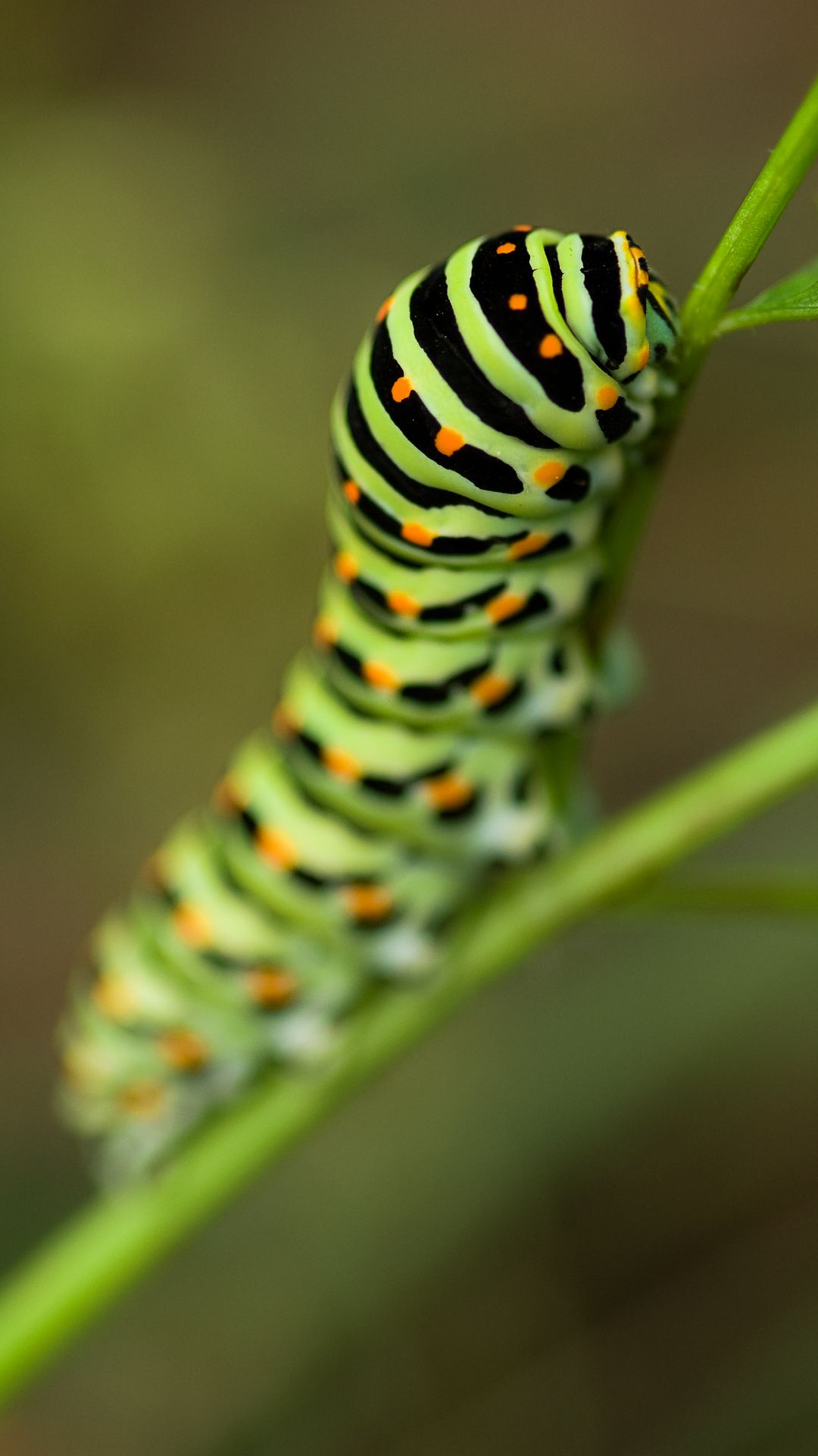 Caterpillar HD Animals Wallpapers Wallpaper Cave