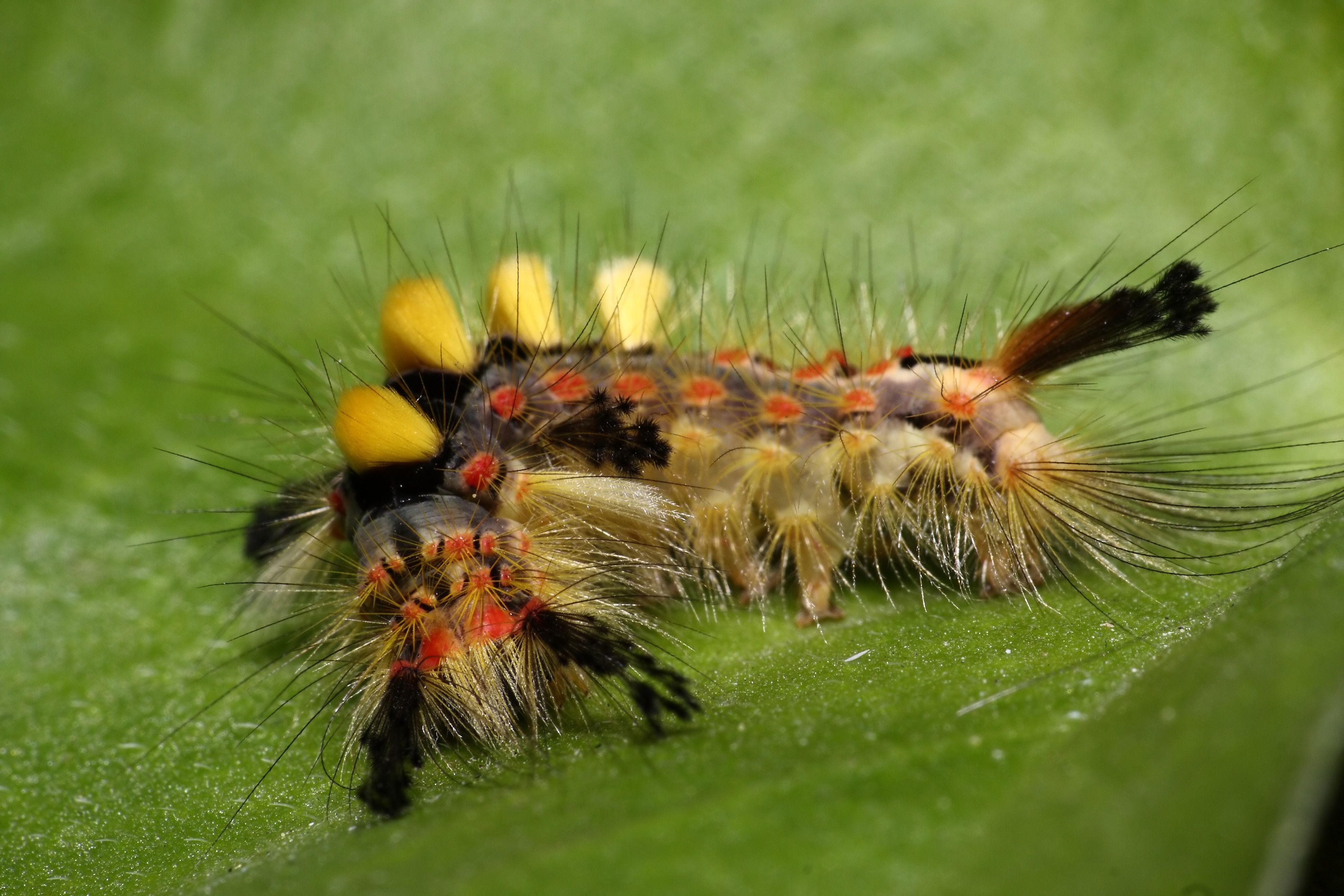 Caterpillar Wallpaper, Picture, Image
