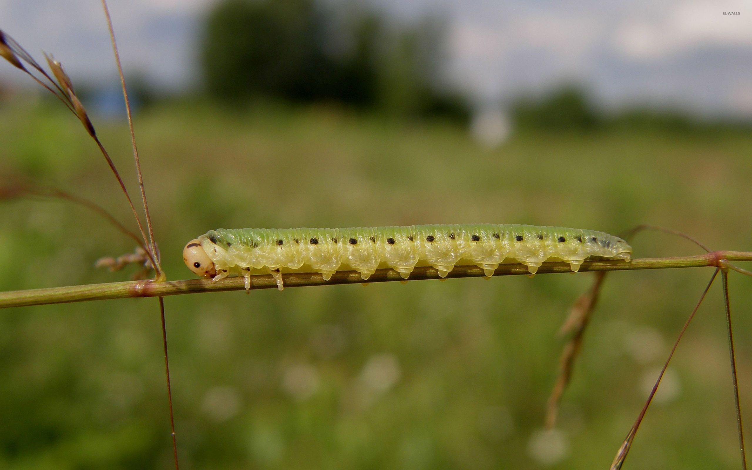 Caterpillar [4] wallpaper wallpaper