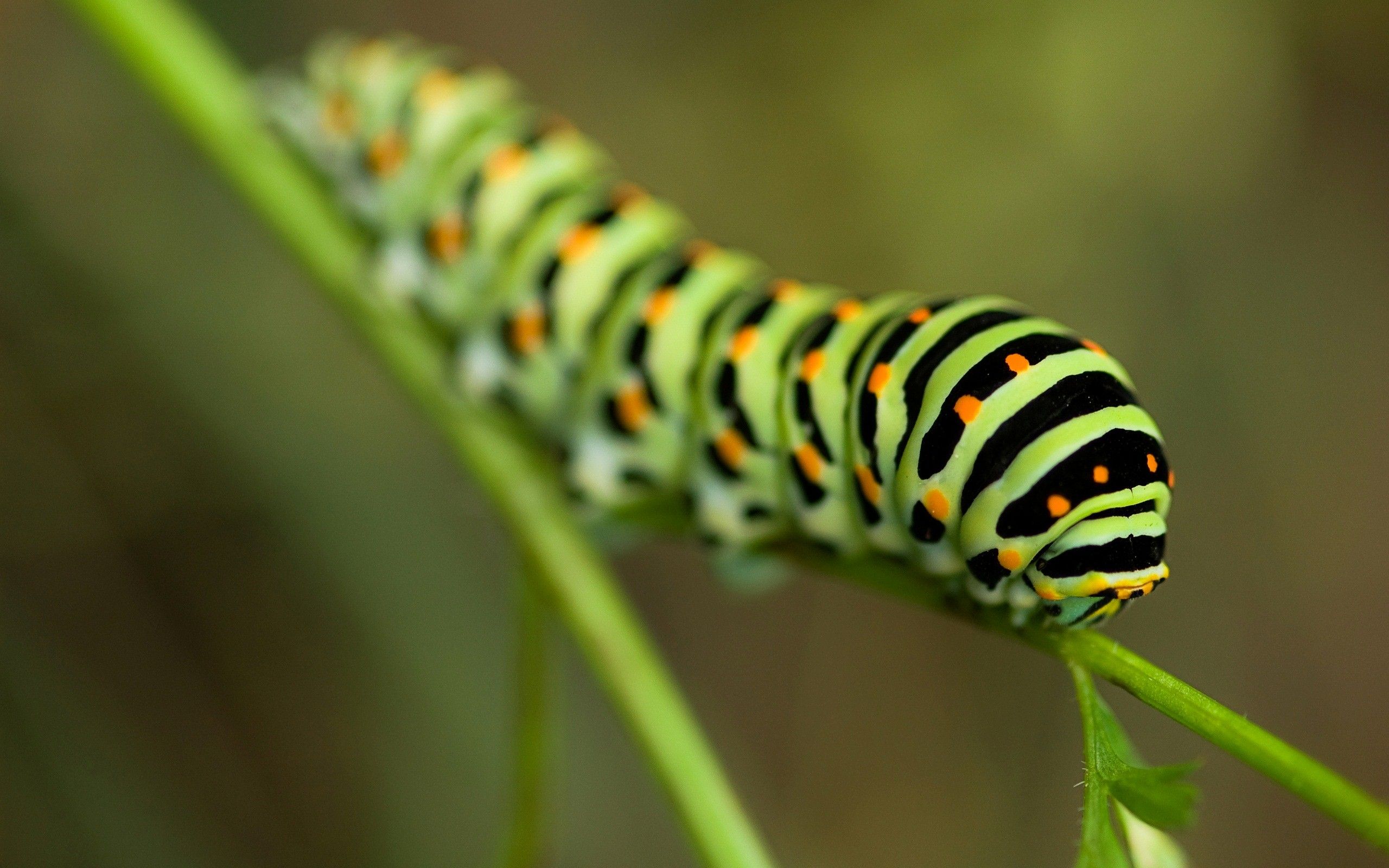 Green Caterpillar Insect on Leaf Wallpaper