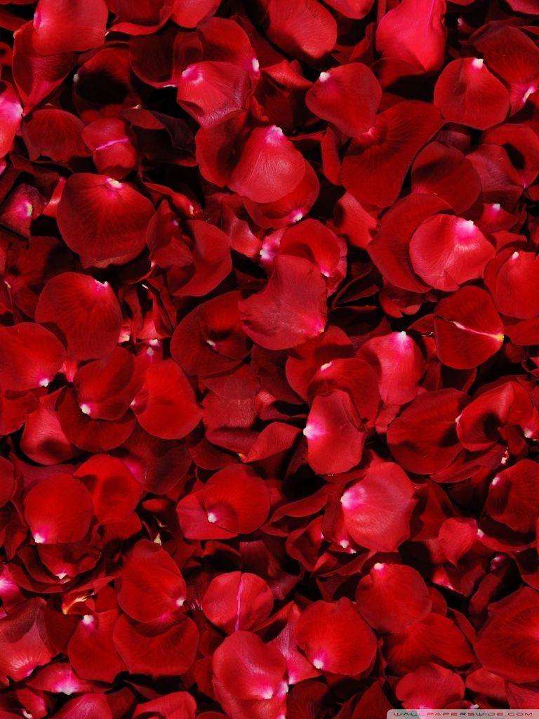 Red Rose Petals Ultra HD Desktop Background Wallpaper for 4K UHD