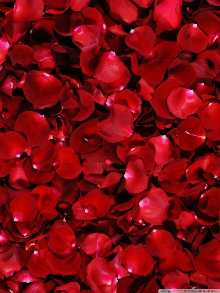 Red Rose Petals Ultra HD Desktop Background Wallpaper for 4K UHD TV, Multi Display, Dual Monitor, Tablet