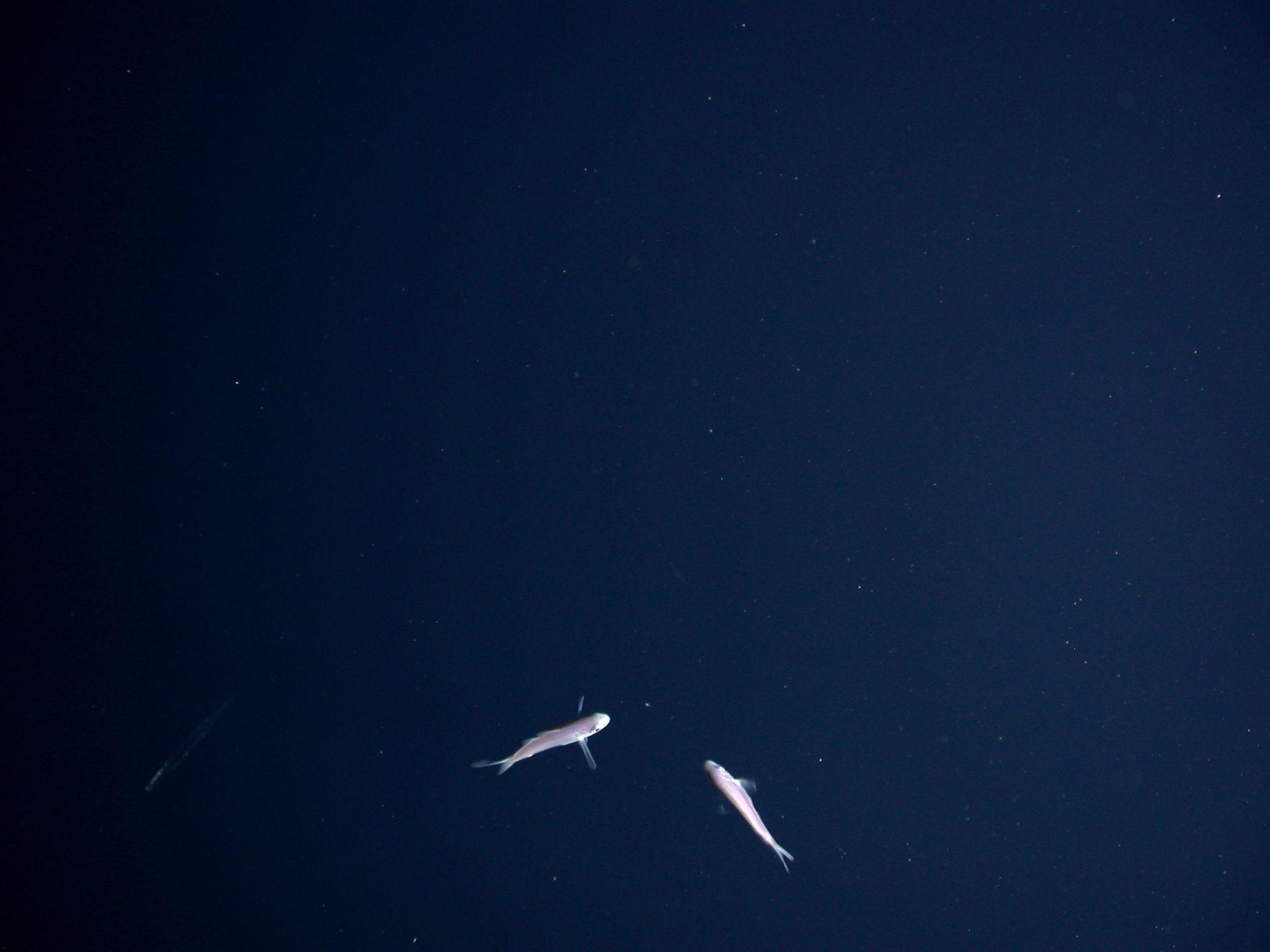 Blue Computer Wallpaper