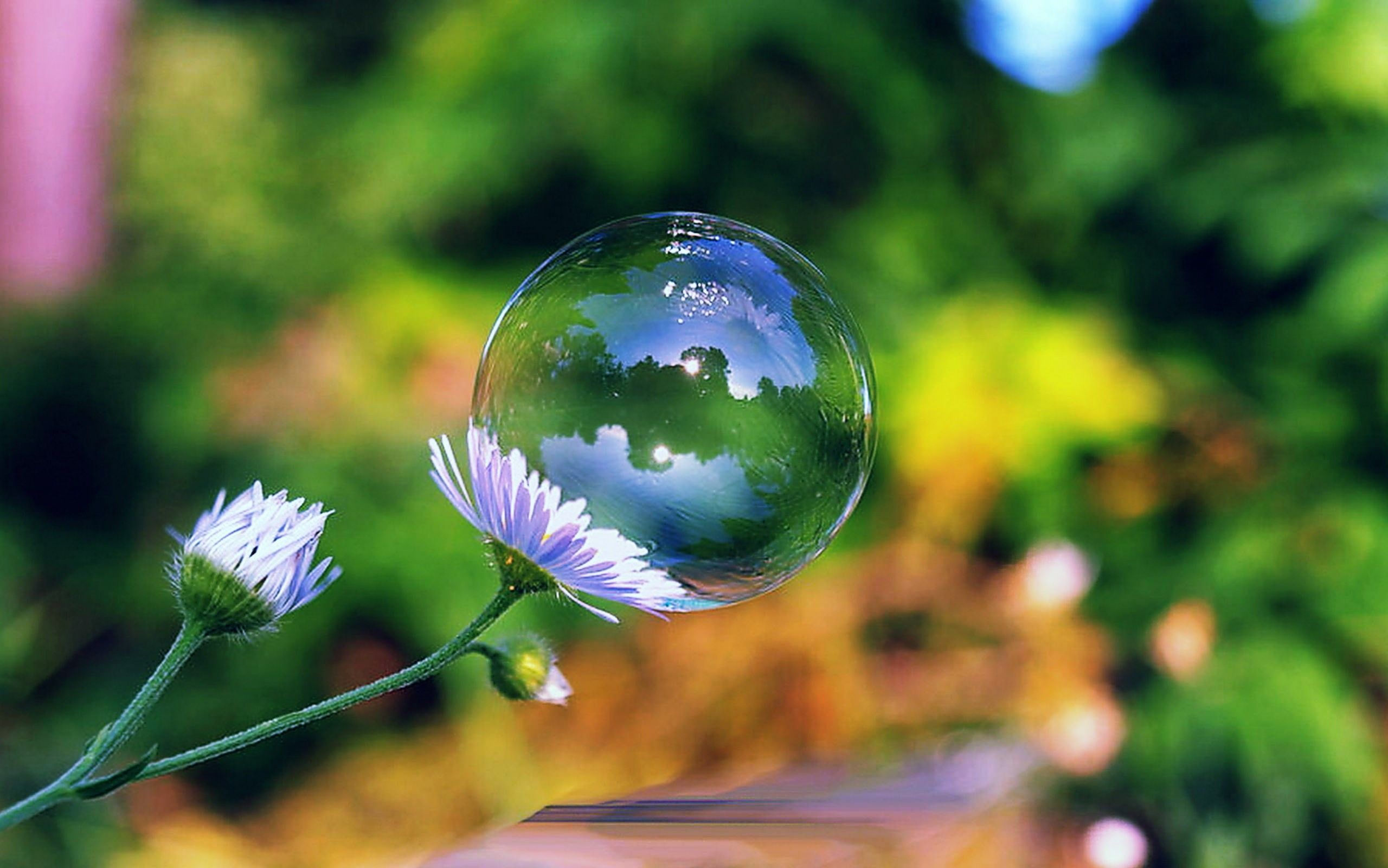 Soap bubble on a flower wallpaperx1600