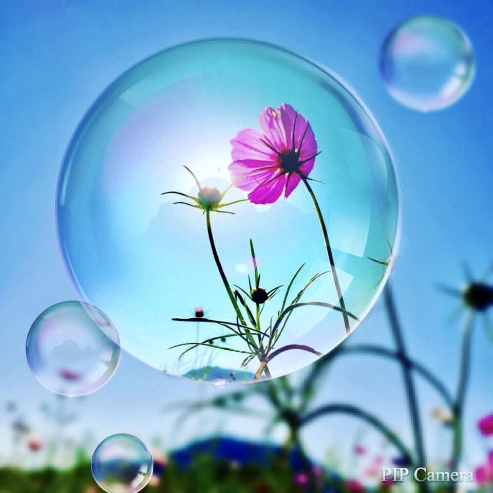 Cosmos in the soap bubble. Beautiful nature wallpaper, Nature