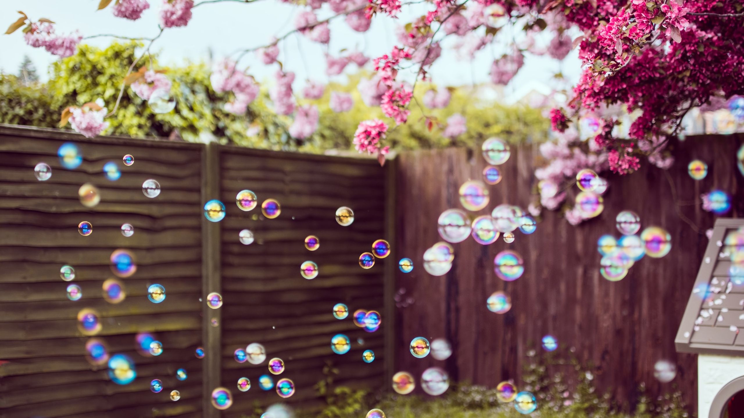 Flowers Trees Bubbles 4k 1440P Resolution HD 4k