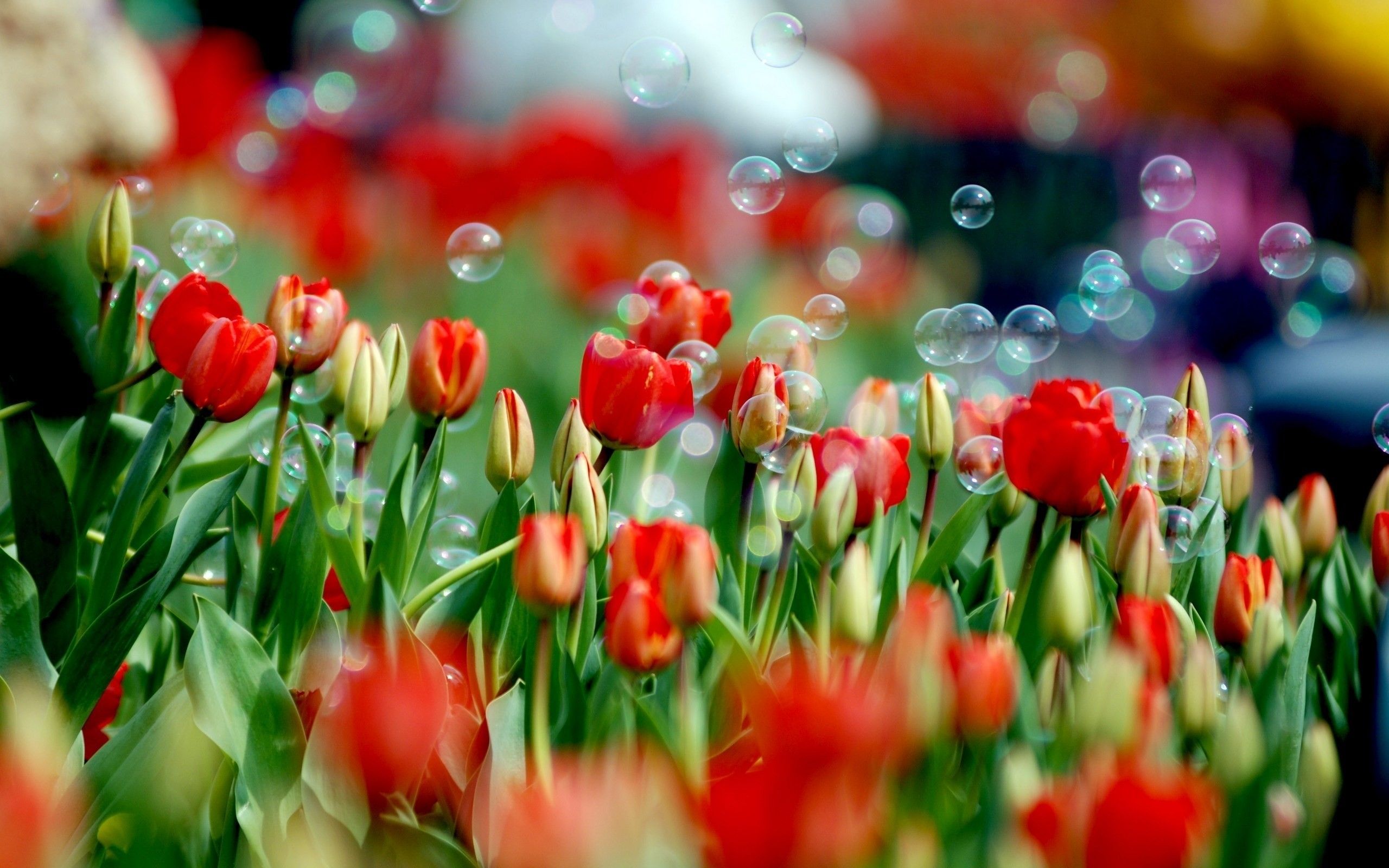 flowers, bubbles, tulips wallpaper