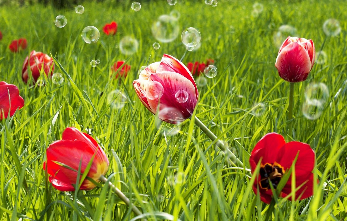 Wallpaper greens, field, grass, flowers, red, background