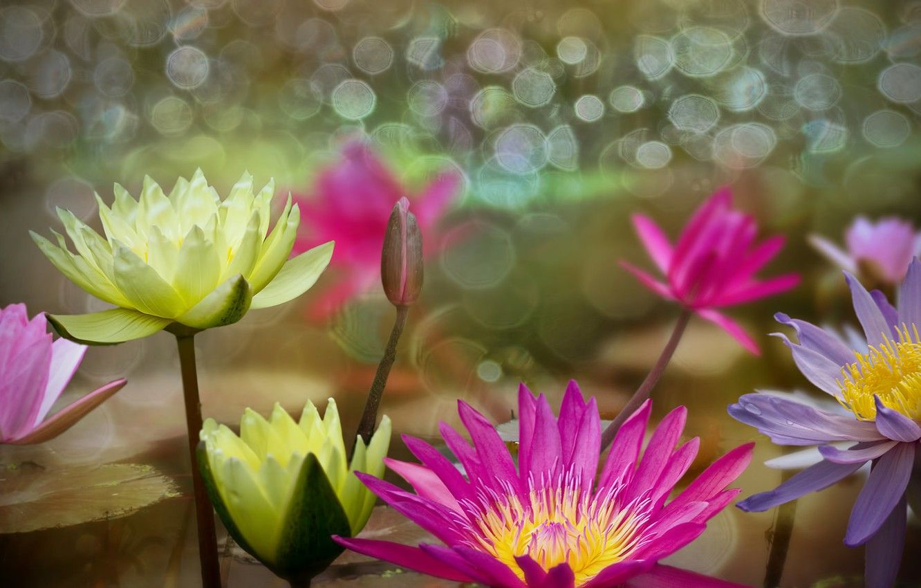 Wallpaper leaves, water, flowers, bubbles, water lilies image
