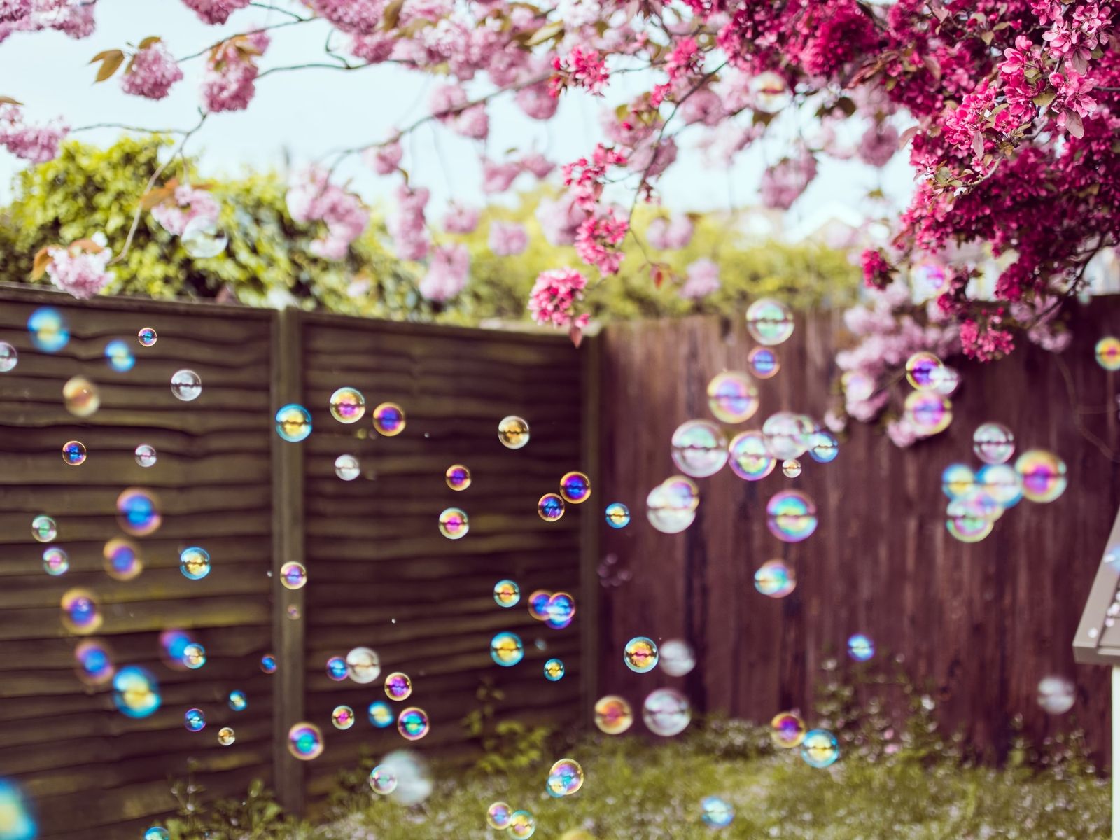 Flowers Trees Bubbles 4k 1600x1200 Resolution HD 4k