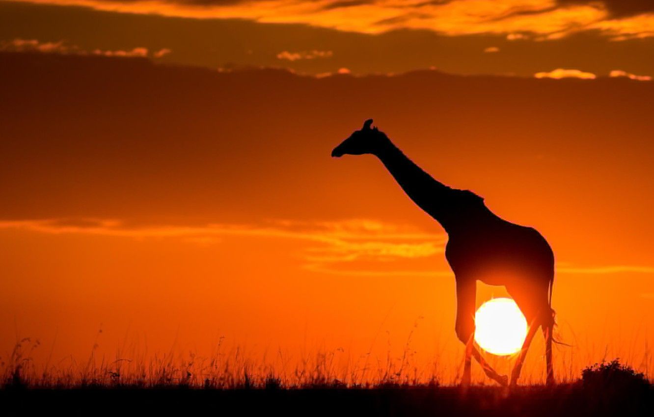 Wallpaper the sun, sunset, nature, giraffe, Savannah, Africa image for desktop, section животные