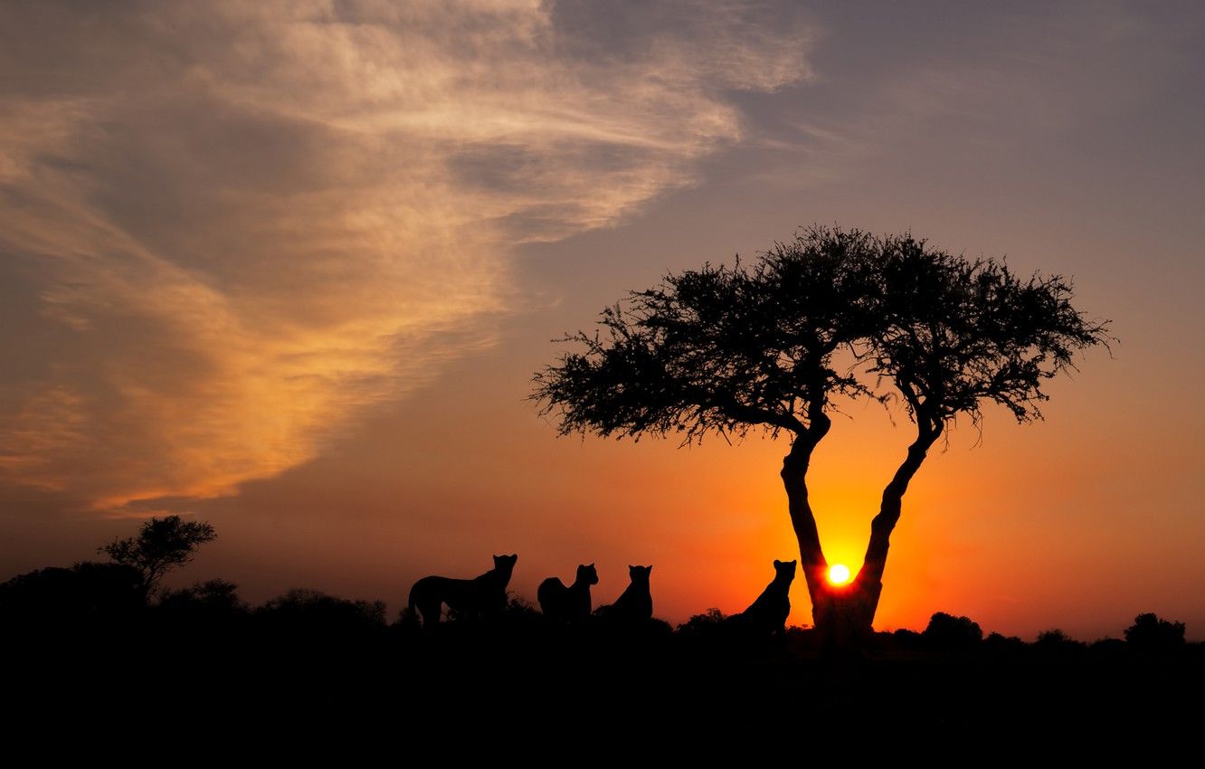 Wallpaper the sky, the sun, clouds, light, sunset, nature, tree, the evening, Cheetah, Savannah, Africa, wild cats, company, twilight, silhouettes, cheetahs image for desktop, section кошки