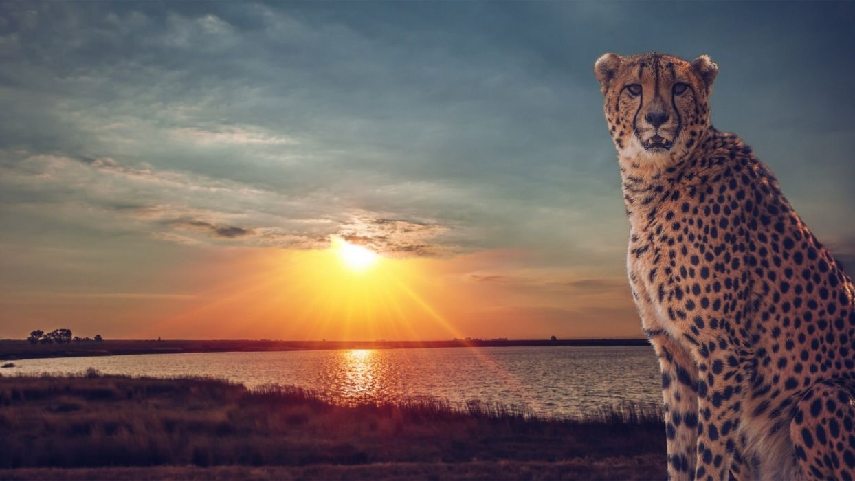 Cheetah wild cat savannah lake sunset wallpaperx1080