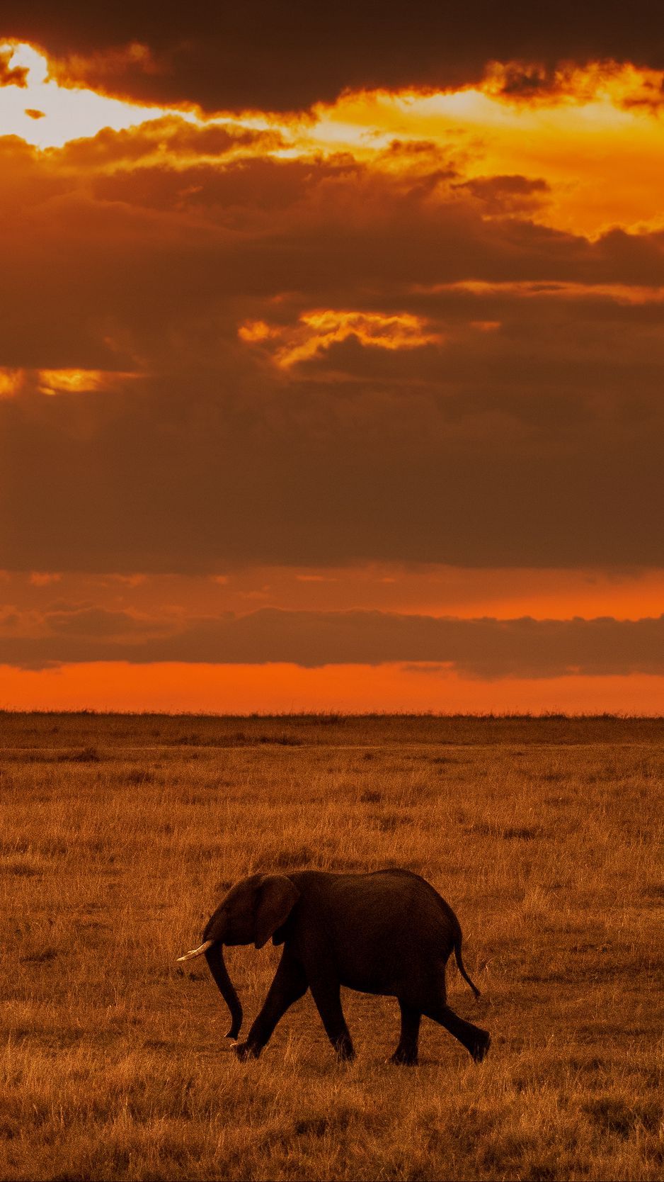Download Wallpaper 938x1668 Elephant, Savanna, Sunset, Nature, Africa Iphone 8 7 6s 6 For Parallax HD Background