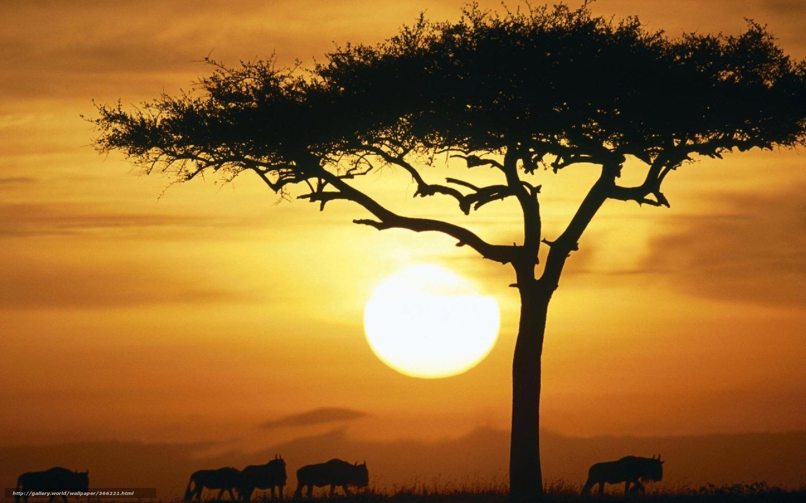 Download wallpaper Buffalo, tree, savannah, sunset free desktop wallpaper in the resolution 1680x1050