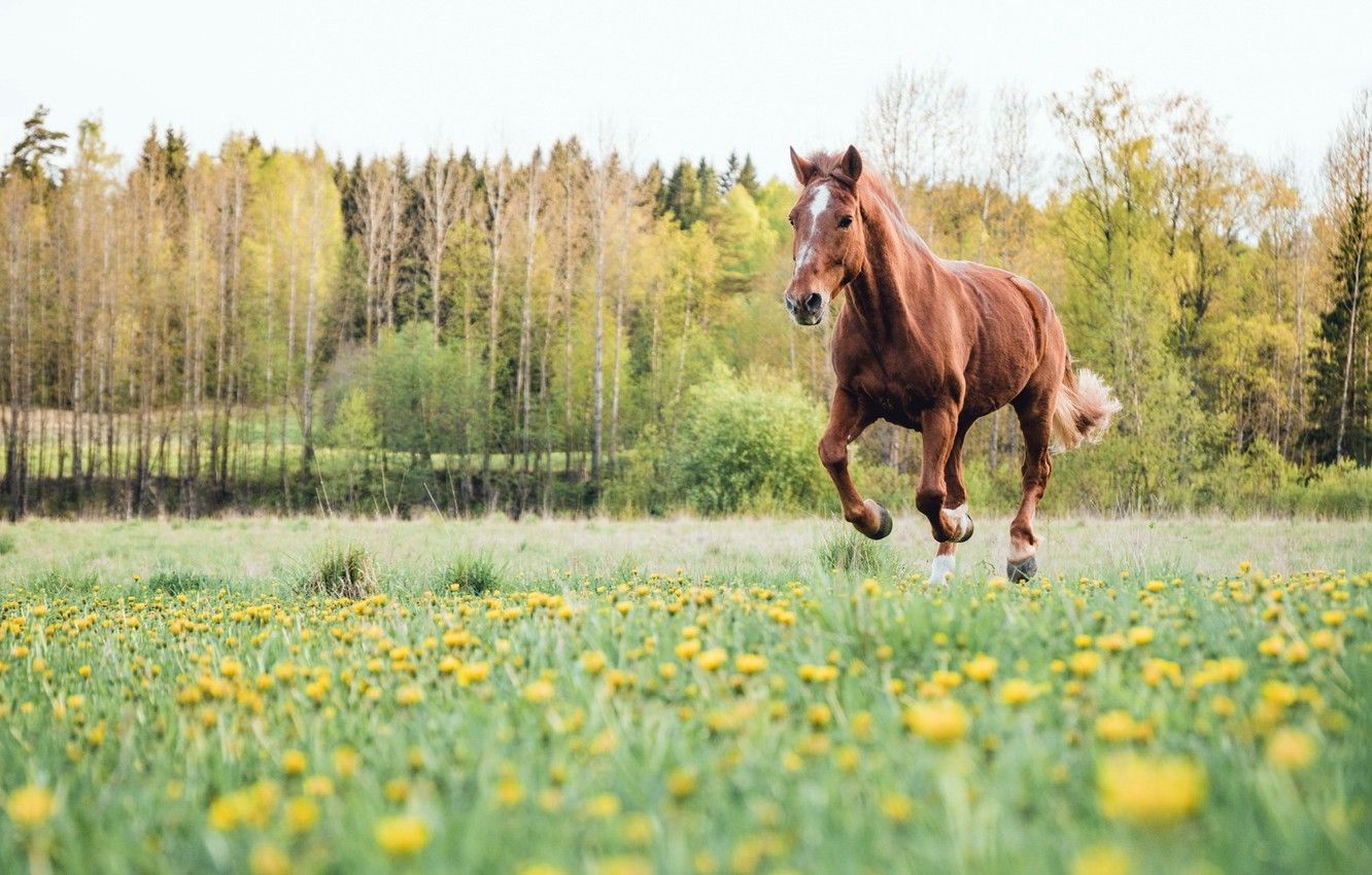 Wallpaper field, summer, horse image for desktop, section