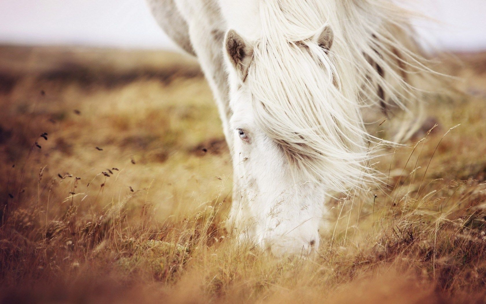 Free download nature field summer grass white horse photo image HD