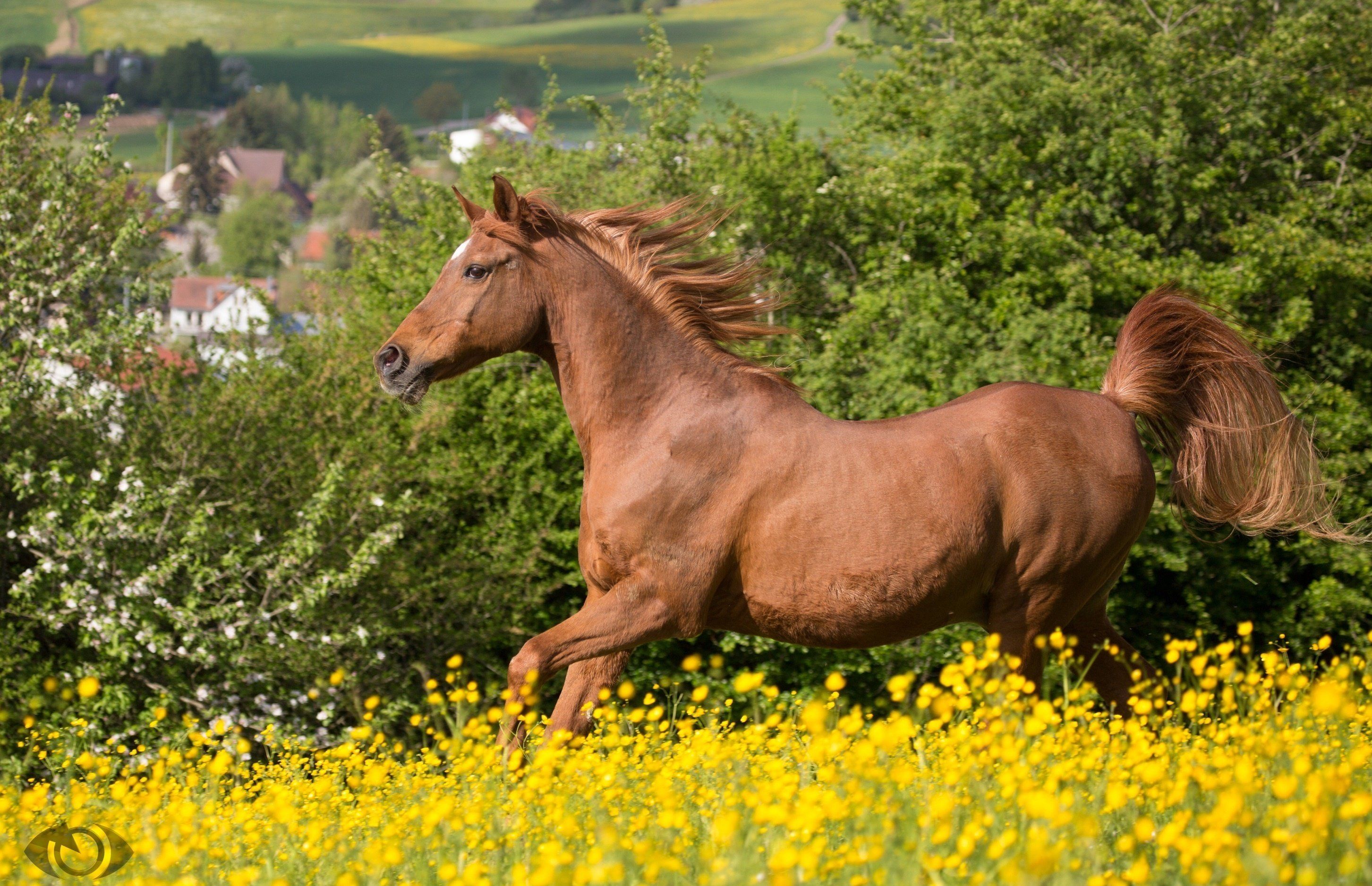 Horse running mane grace summer meadow wallpaperx1875